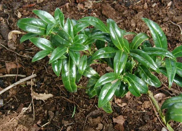Himalayan Sweet Box (Sarcococca hookeriana var. humilis) — humilis, is a hardy evergreen ground cover reaching up to 2 feet high and spreading 3 to 5 feet wide