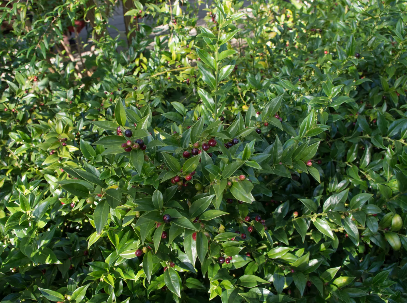 Himalayan Sweet Box (Sarcococca hookeriana var. humilis) — Ideal for planting under trees, it prefers well-drained soils and offers excellent deer resistance