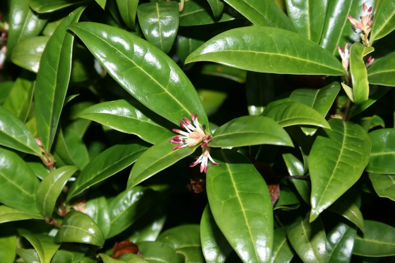 Himalayan Sweet Box (Sarcococca hookeriana var. humilis) — Renowned for its sweetly fragrant white blooms in winter