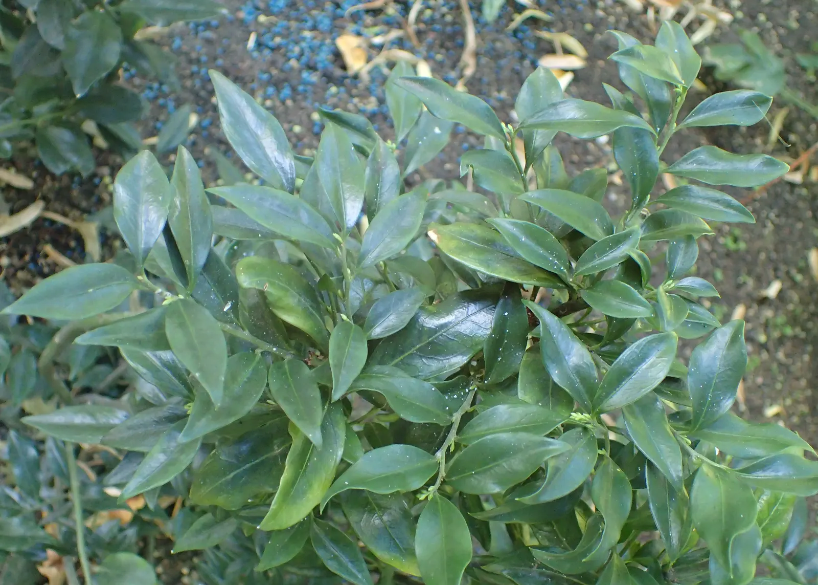 Himalayan Sweet Box (Sarcococca hookeriana var. humilis) — versatile plants that offer multi-seasonal interest