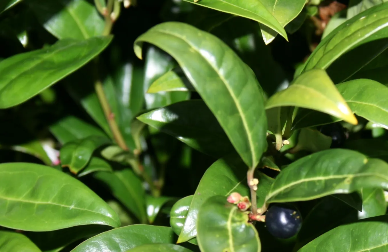 Himalayan Sweet Box (Sarcococca hookeriana var. humilis) — the Sarcococca hookeriana var