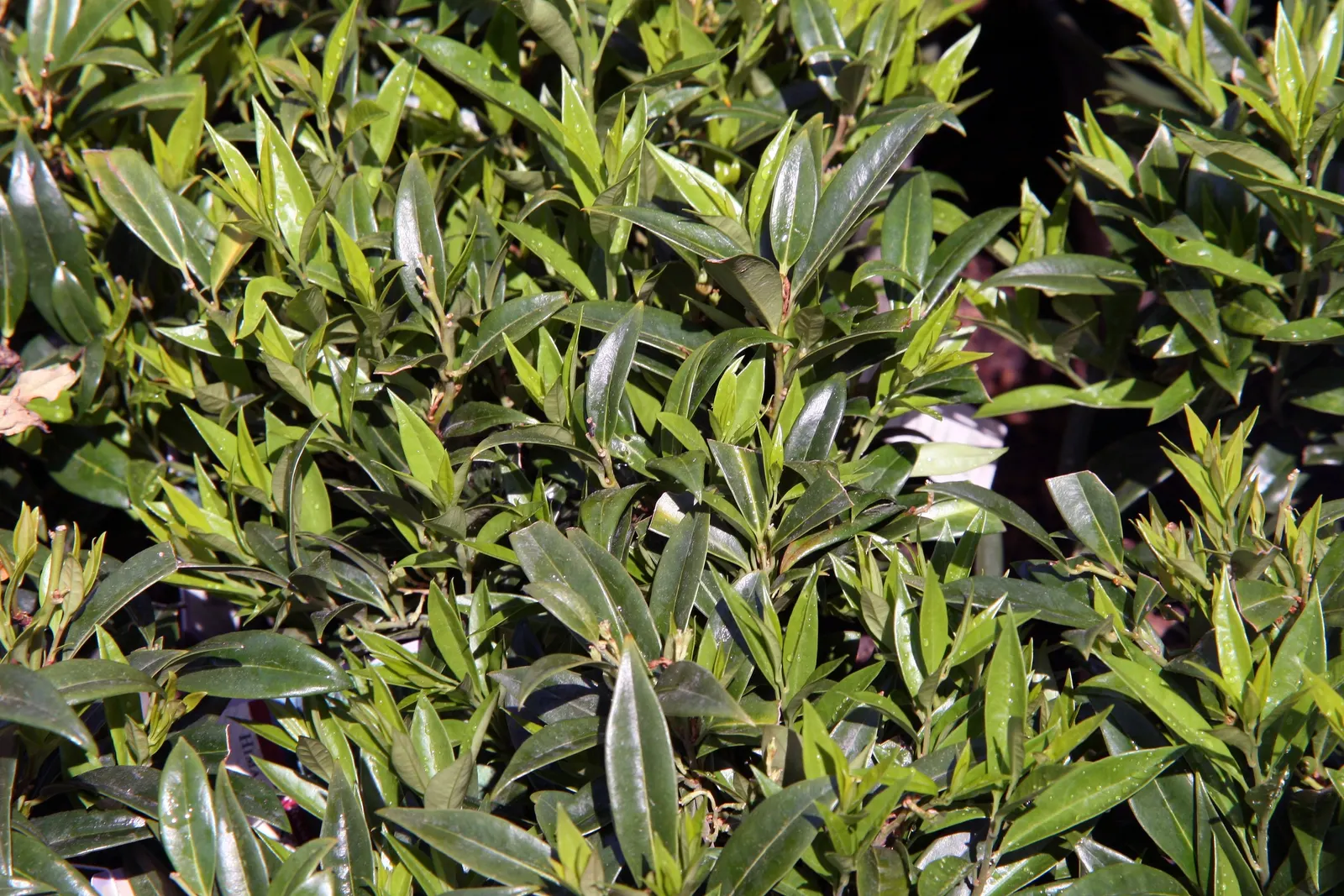 Himalayan Sweet Box (Sarcococca hookeriana var. humilis) — Typically reaching heights of 1 to 2 feet and spreading out 2 to 4 feet