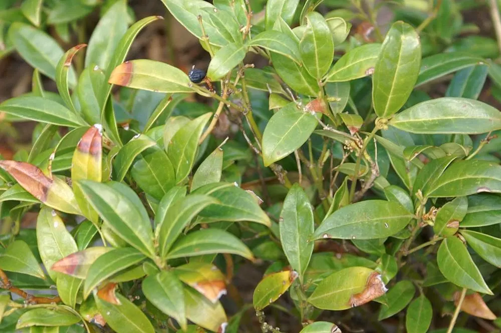 Himalayan Sweet Box (Sarcococca hookeriana var. humilis) — These berries are valued by wildlife