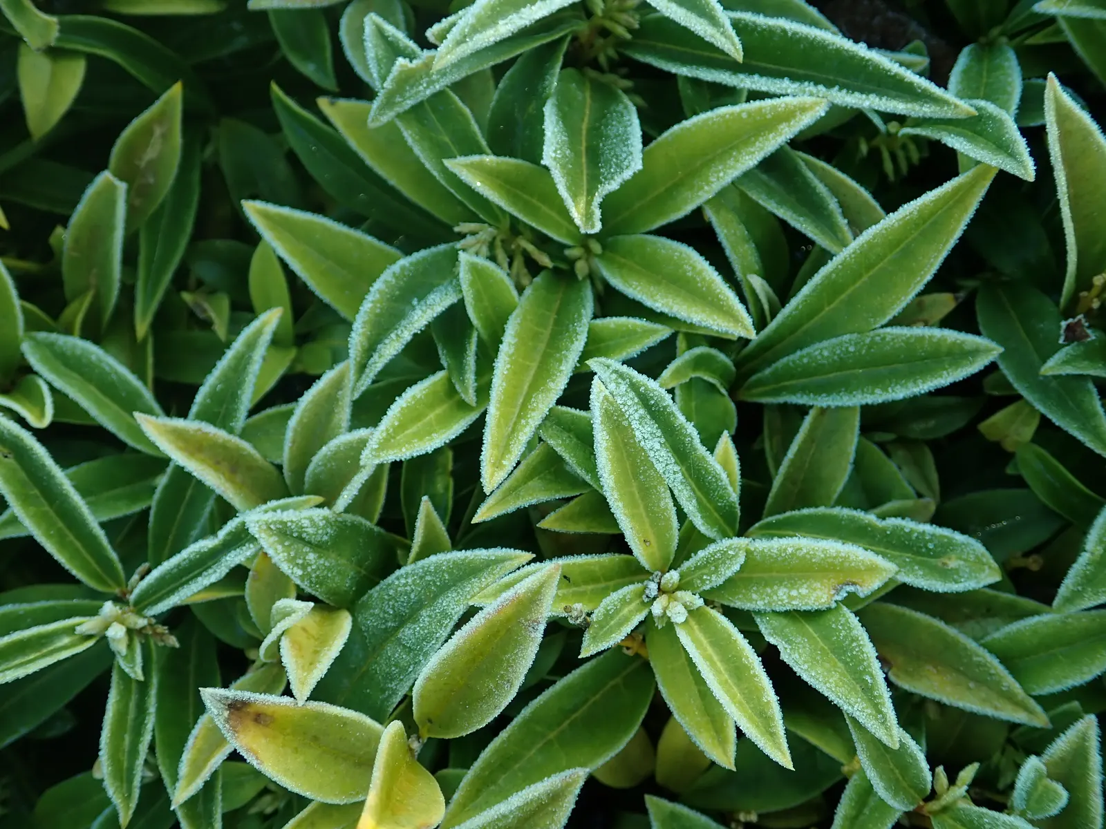 Himalayan Sweet Box (Sarcococca hookeriana var. humilis) — The Himalayan Sweet Box, scientifically named Sarcococca hookeriana var