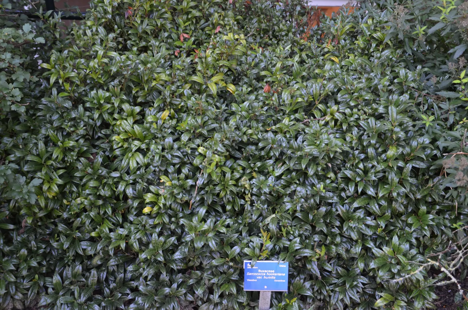 Himalayan Sweet Box (Sarcococca hookeriana var. humilis) — as long as the ground is not waterlogged