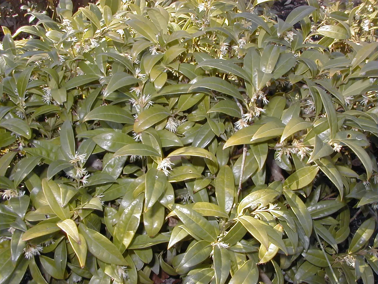 Himalayan Sweet Box (Sarcococca hookeriana var. humilis) — this low-maintenance shrub thrives in partial to full shade