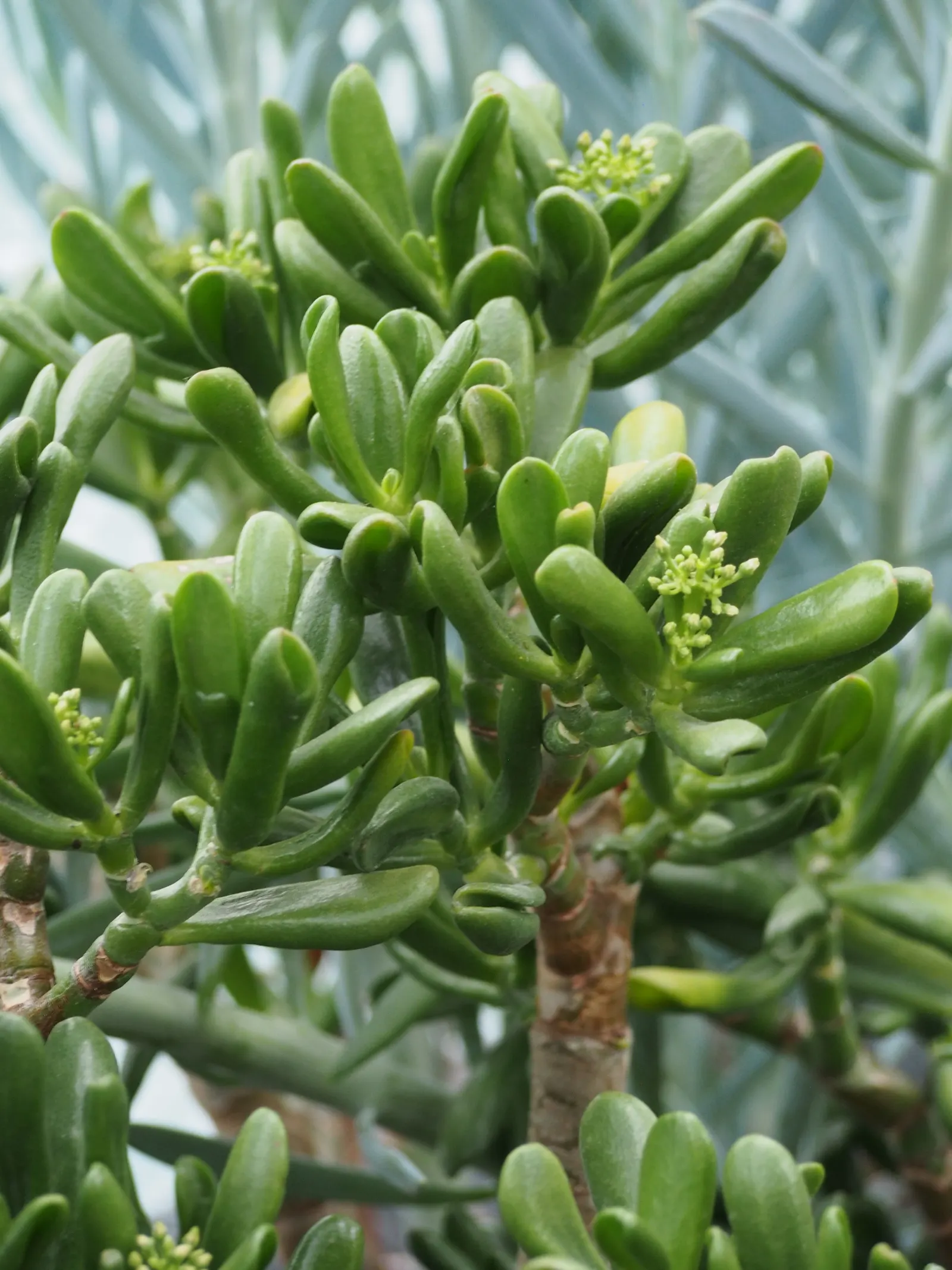 Gollum Jade (Crassula Ovata 'Gollum') — A striking choice for both aesthetic allure and drought tolerance