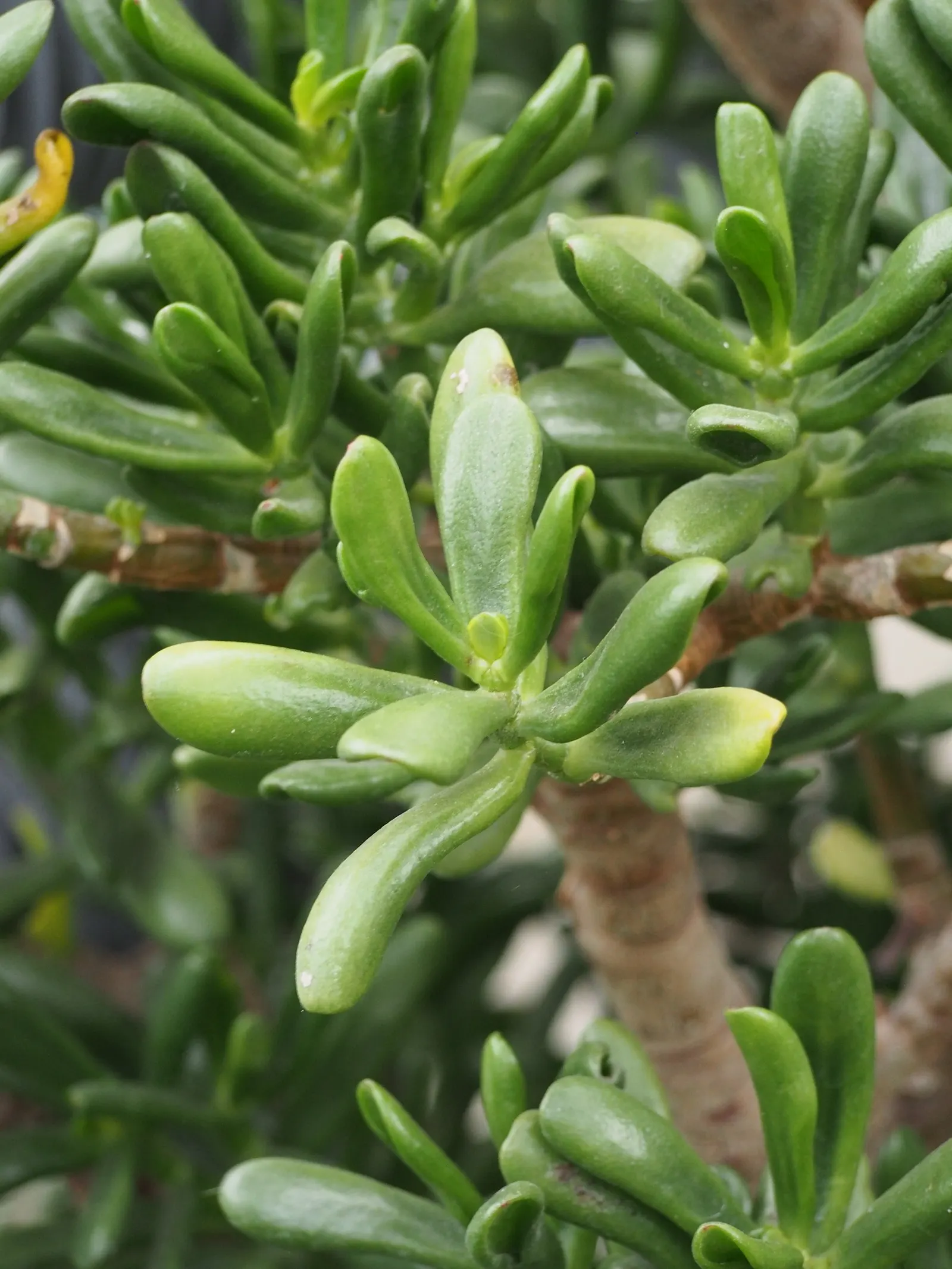 Gollum Jade (Crassula Ovata 'Gollum') — white to pinkish blossoms emerging in winter