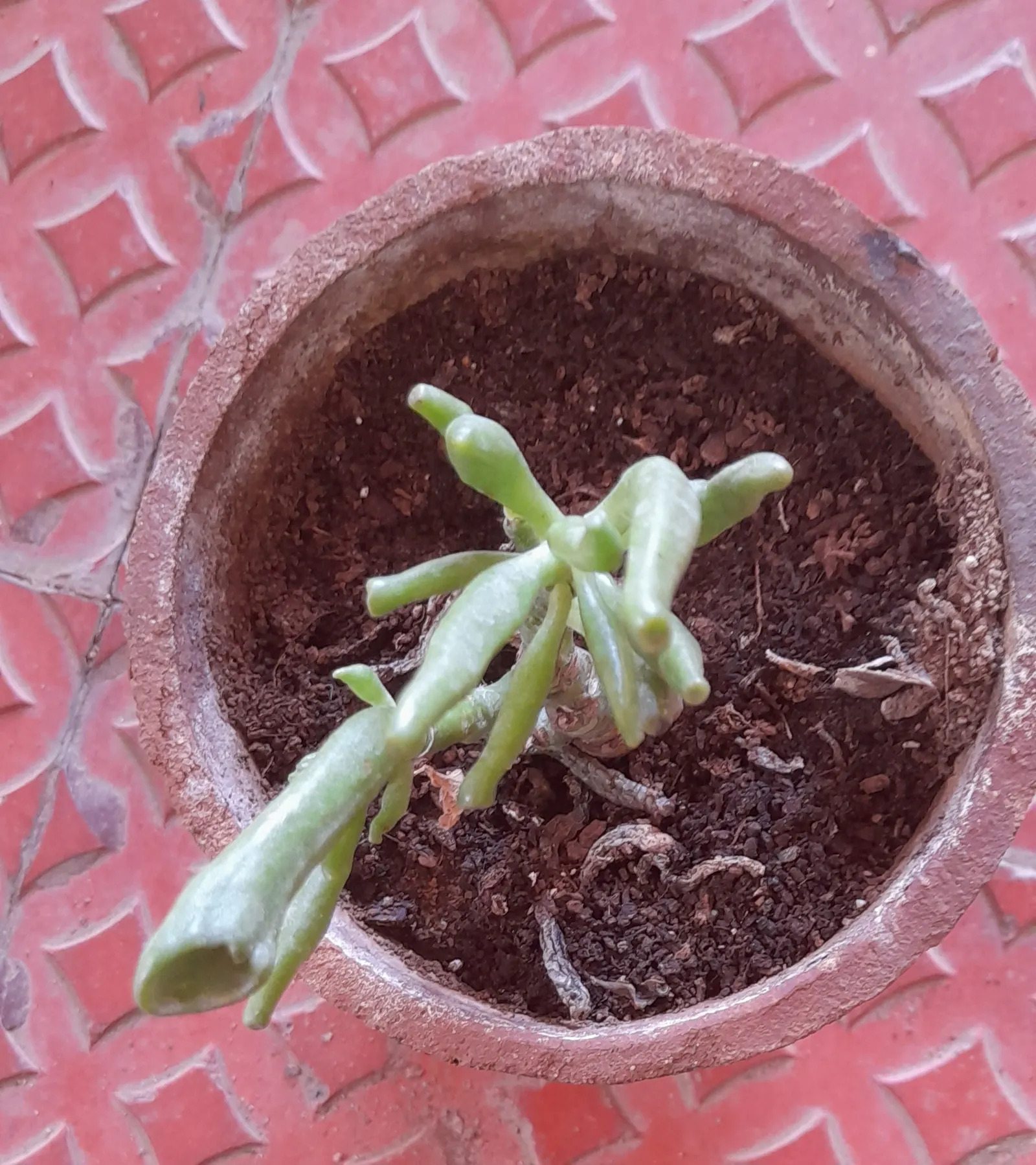 Gollum Jade (Crassula Ovata 'Gollum') — is an evergreen succulent prized for its unique