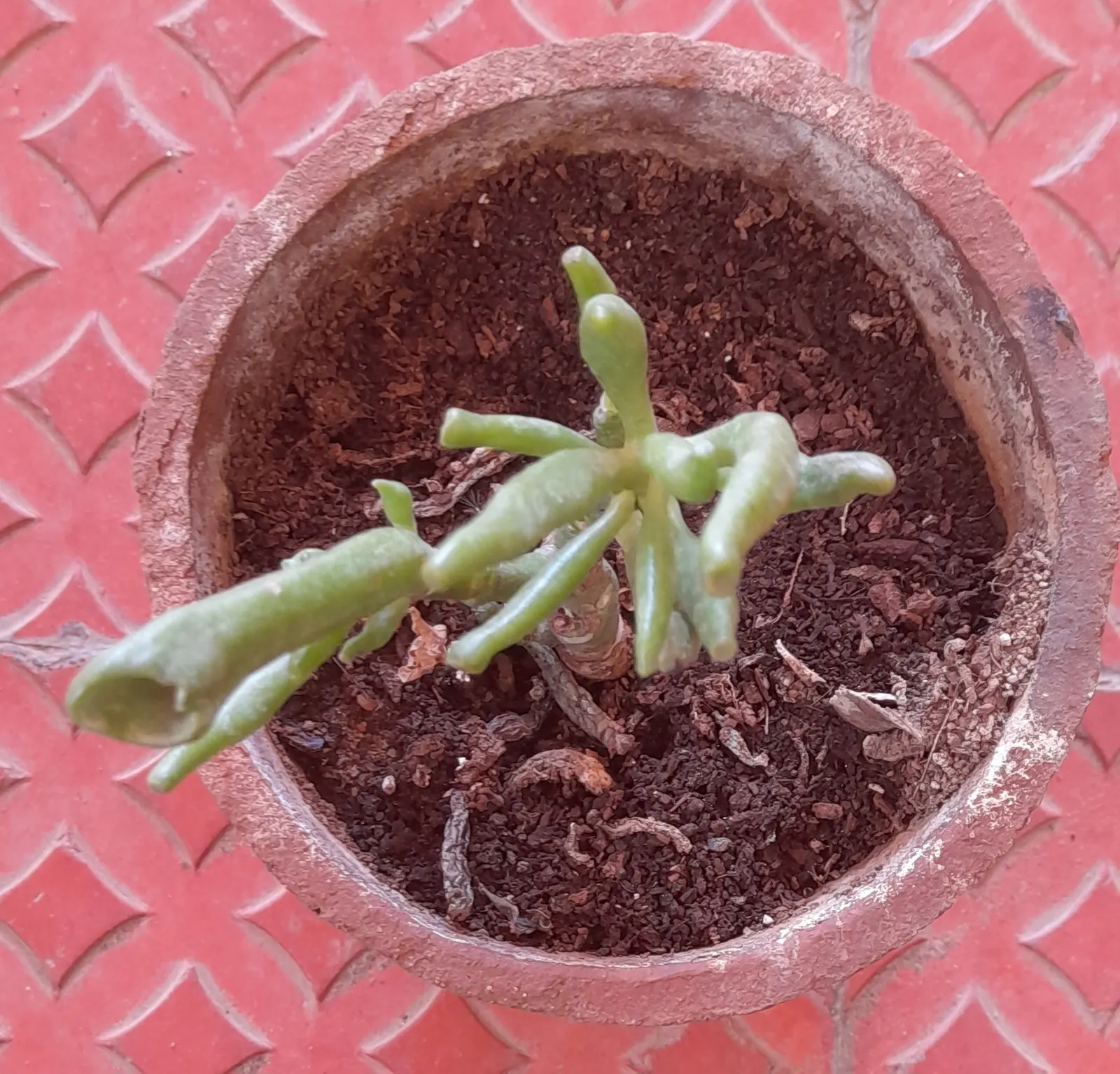 Gollum Jade (Crassula Ovata 'Gollum') — tubular leaves that exhibit a reddish tint at the tips