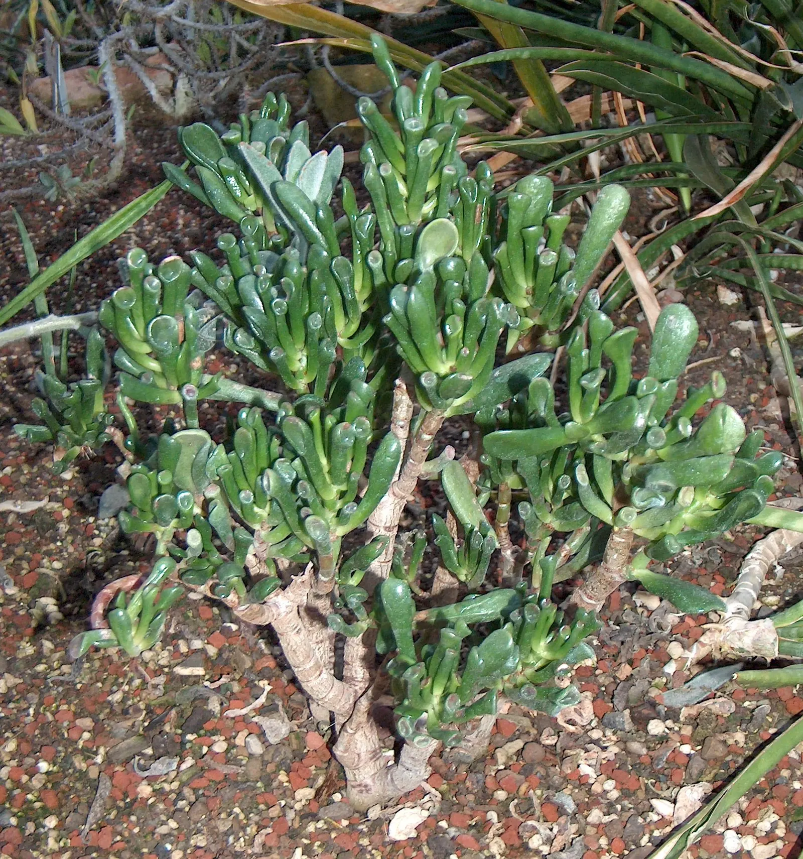 Gollum Jade (Crassula Ovata 'Gollum') — or Crassula ovata 'Gollum,' is a captivating succulent that boasts tubular