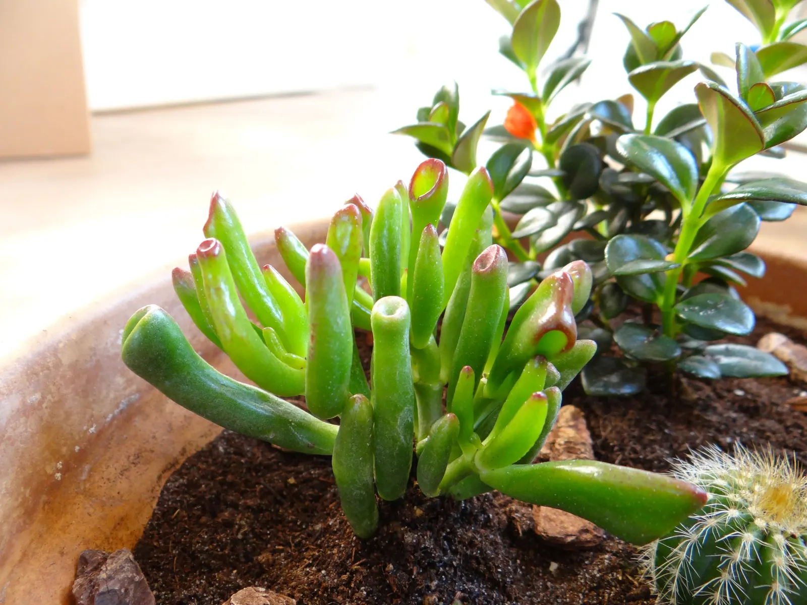 Gollum Jade (Crassula Ovata 'Gollum') — green leaves with an eerie