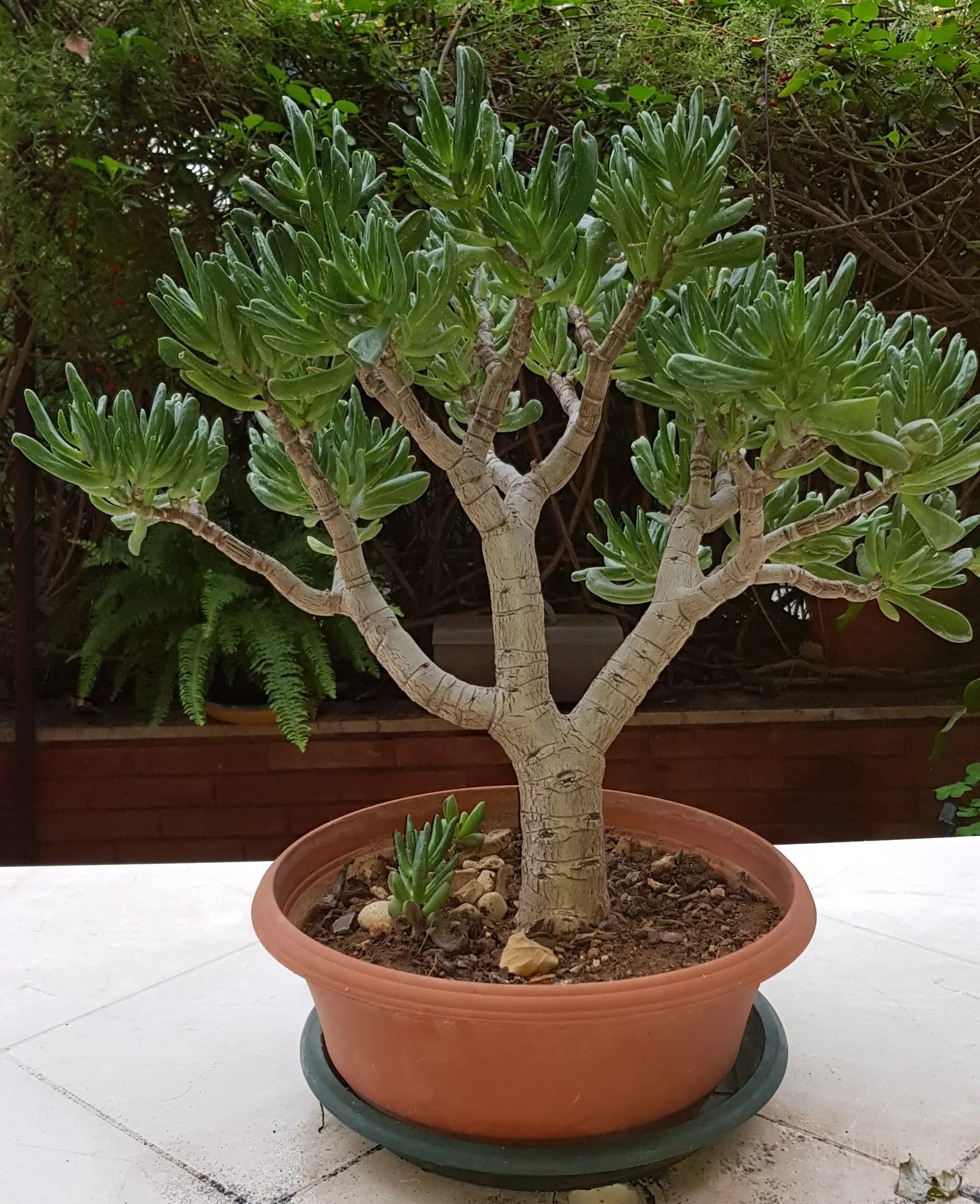 Gollum Jade (Crassula Ovata 'Gollum') — Thriving in zones 9-11, it requires minimal water, making it ideal for water-wise gardens