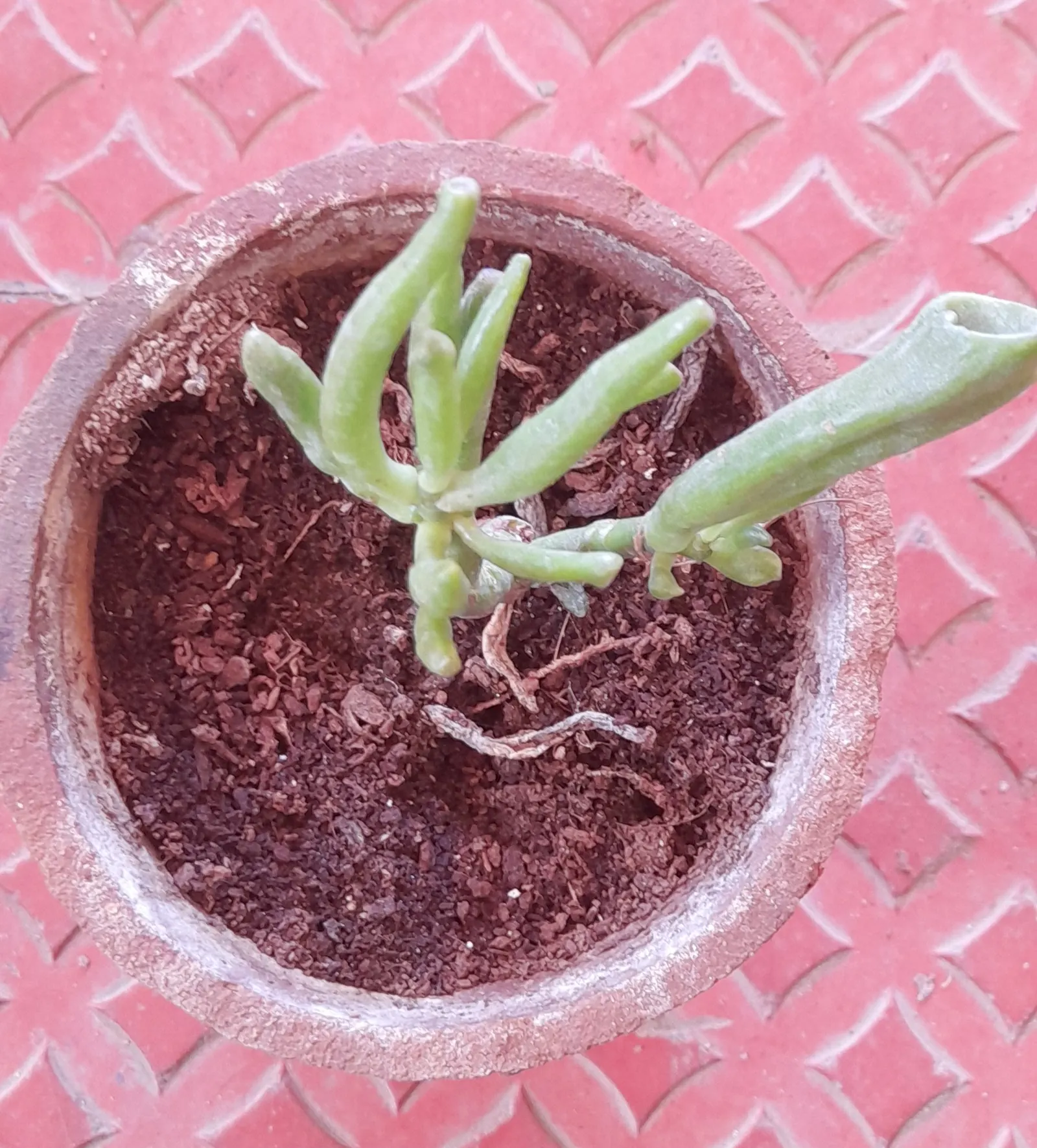 Gollum Jade (Crassula Ovata 'Gollum') — resembling the fictional character Gollum's fingers