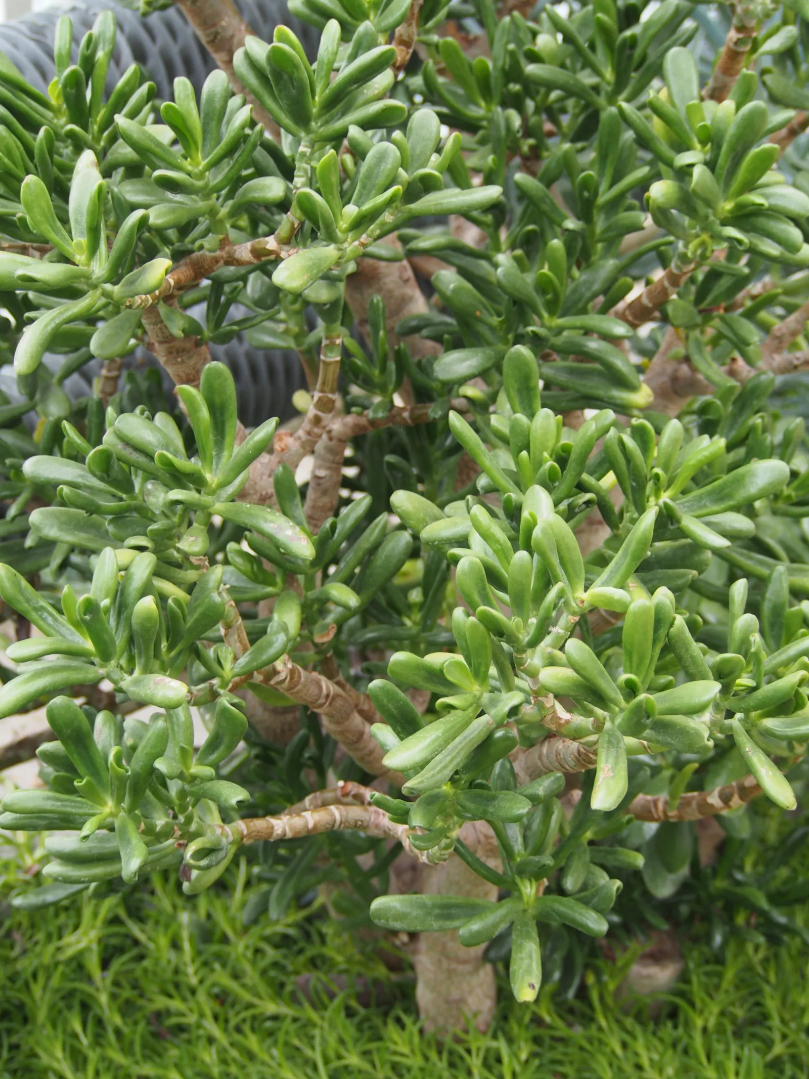 Gollum Jade (Crassula Ovata 'Gollum') — scientifically named Crassula ovata 'Gollum'