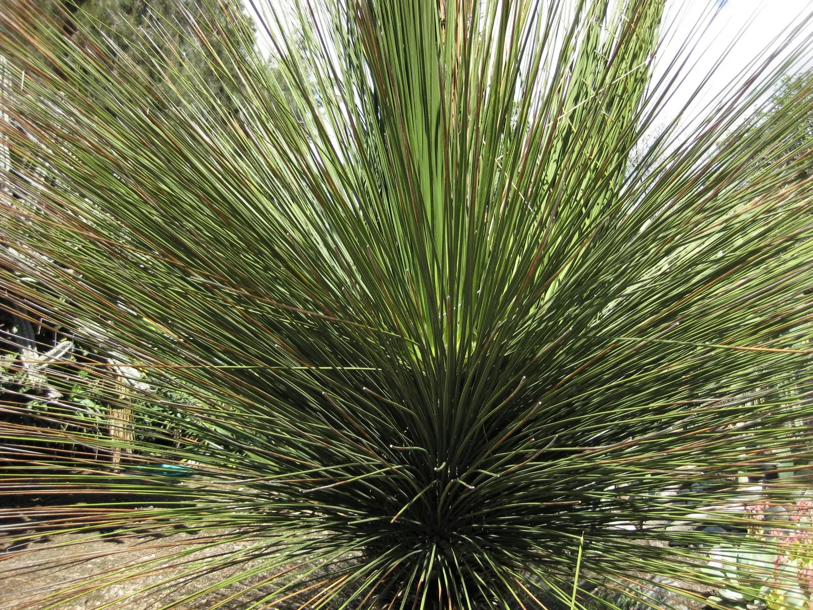 Mexican Grass Tree (Dasylirion Longissimum) — Its leaves have a fine, feathery appearance, creating a spherical form approximately 4-6 feet in, image 32