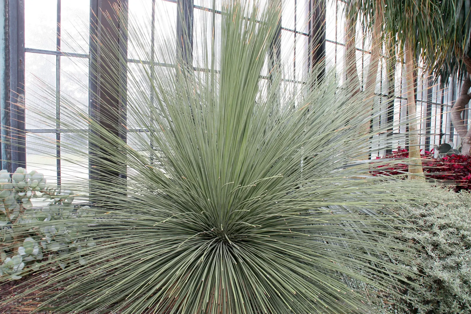 Mexican Grass Tree (Dasylirion Longissimum) — slender leaves that elegantly arch outward from a central trunk
