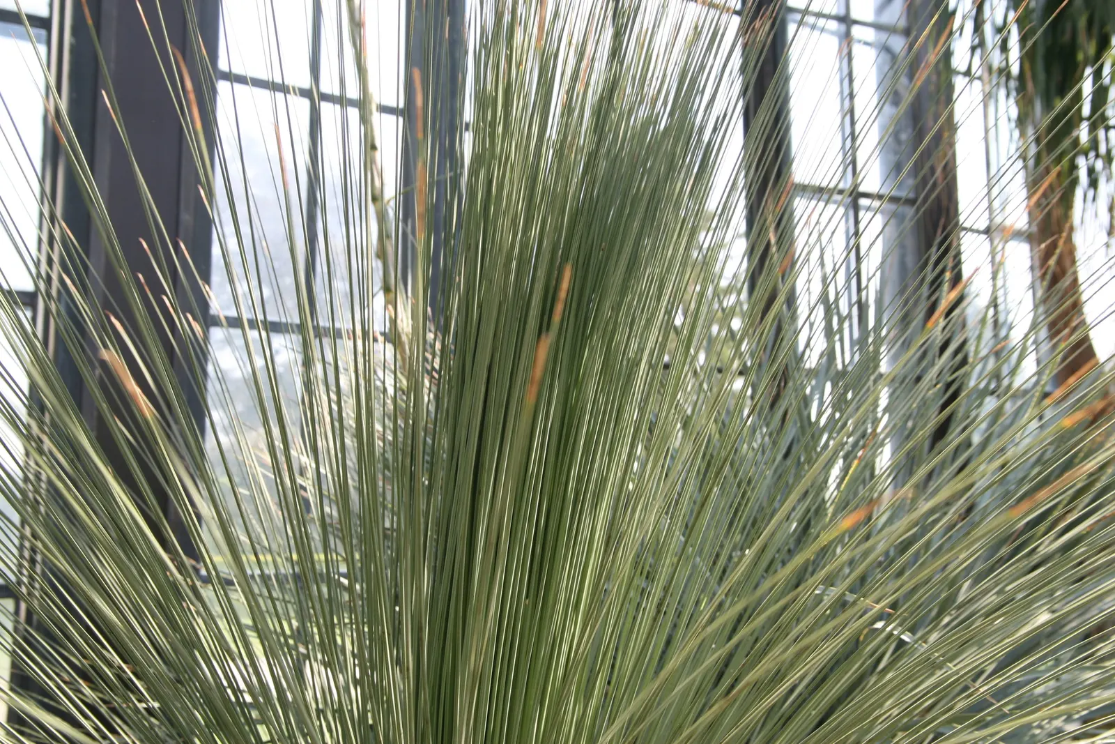 Mexican Grass Tree (Dasylirion Longissimum) — ribbon-like leaves up to 6 feet in length; slender leaves that elegantly arch outward from a central trunk