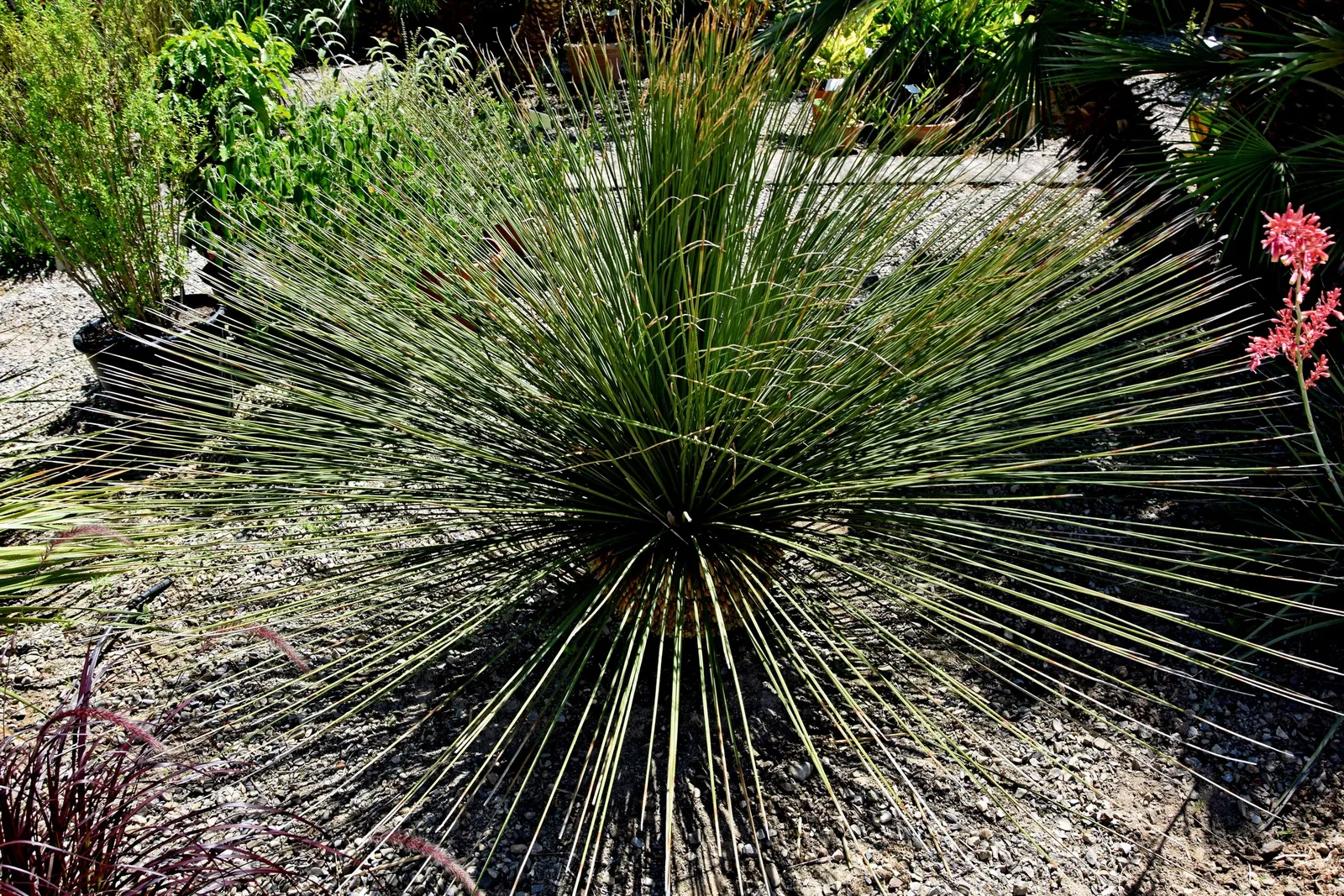 Mexican Grass Tree (Dasylirion Longissimum) — sometimes reaching over 10 feet tall