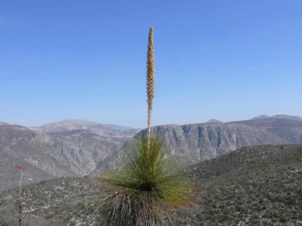 Mexican Grass Tree (Dasylirion Longissimum) — A full sun environment is ideal for this plant