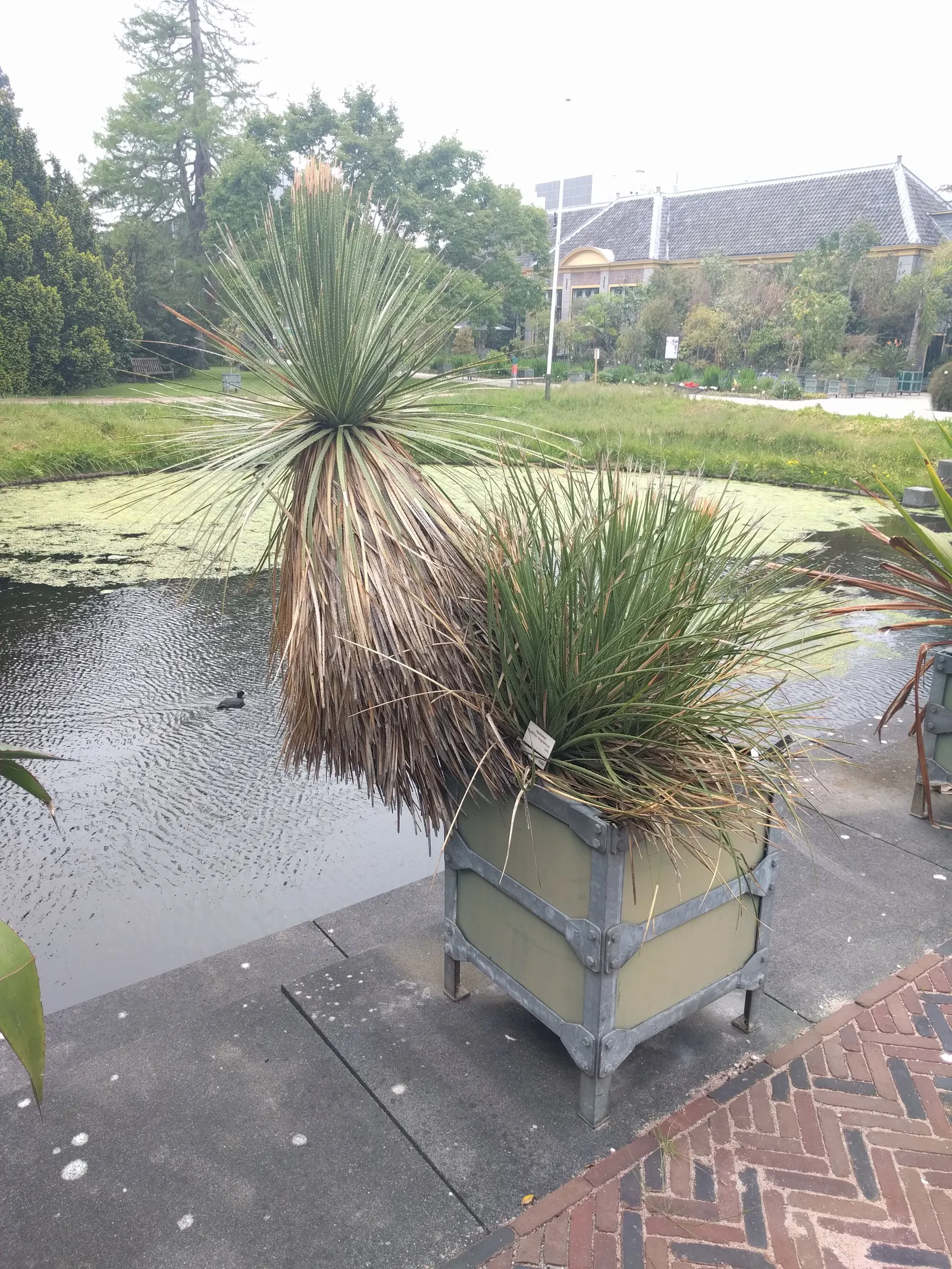 Mexican Grass Tree (Dasylirion Longissimum) — Its drought tolerance is exceptional