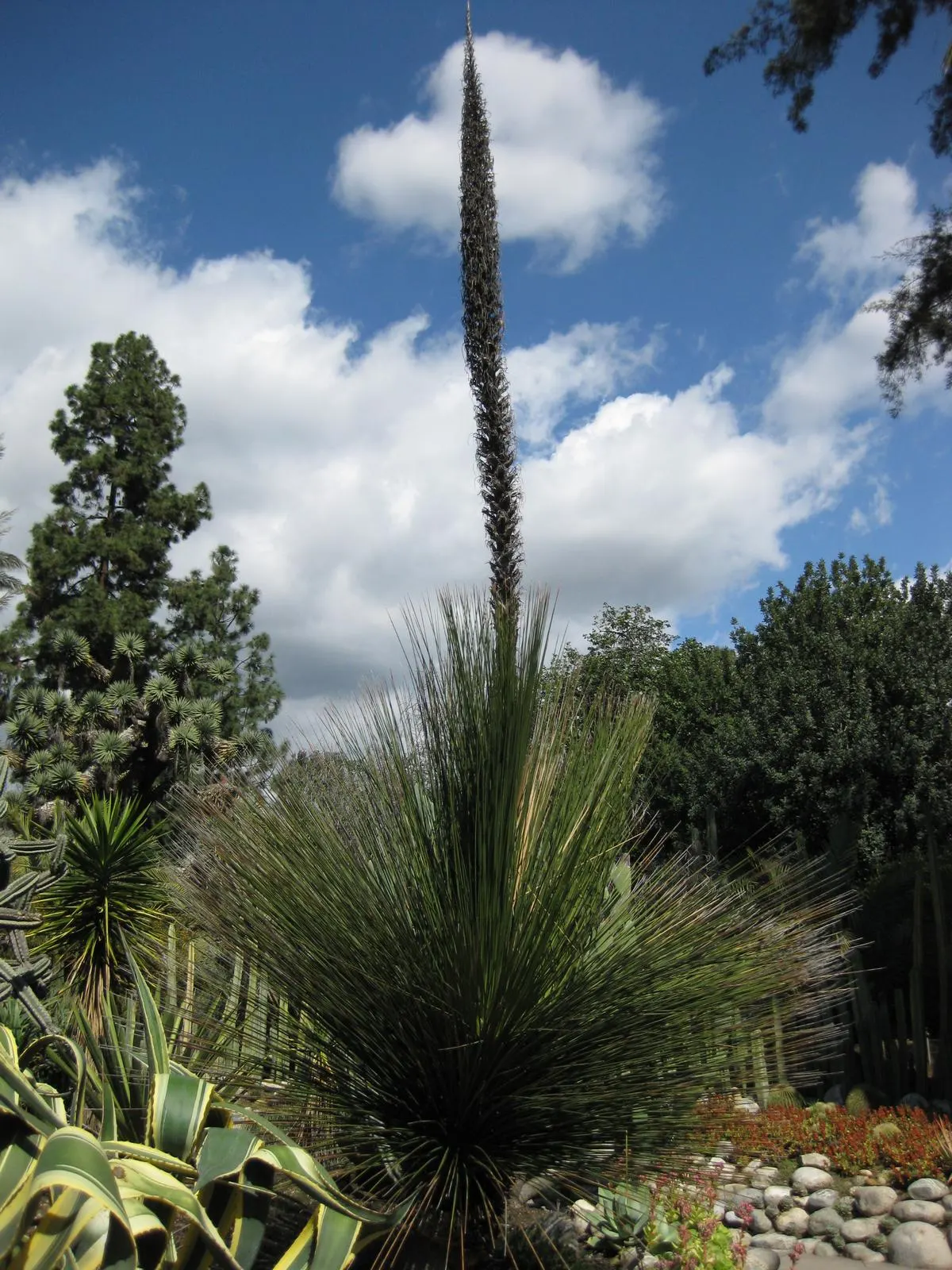 Mexican Grass Tree (Dasylirion Longissimum) — drought-tolerant specimen; when incorporating Dasylirion longissimum into a garden design