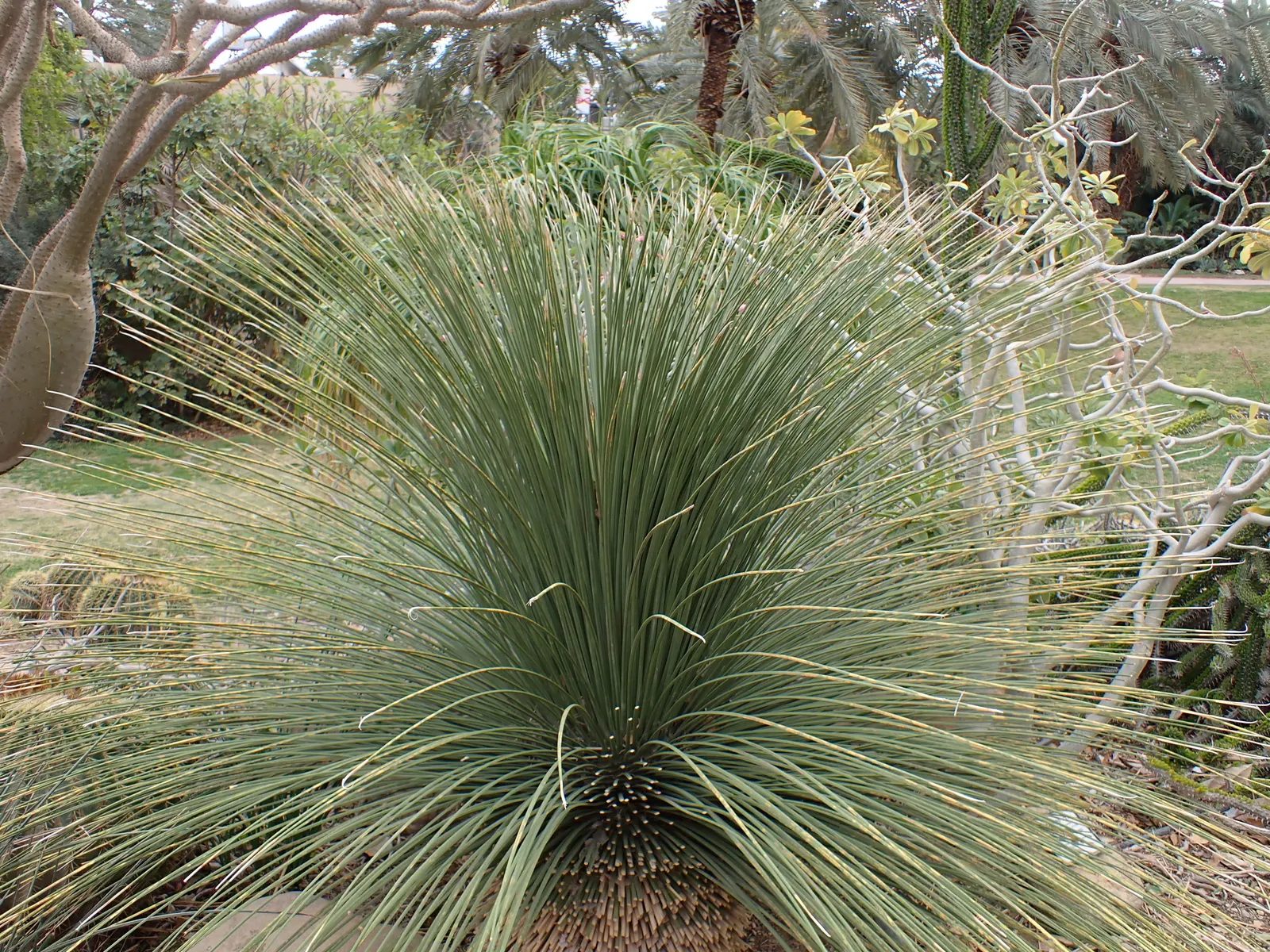 Mexican Grass Tree (Dasylirion Longissimum) — creating a fountain-like silhouette