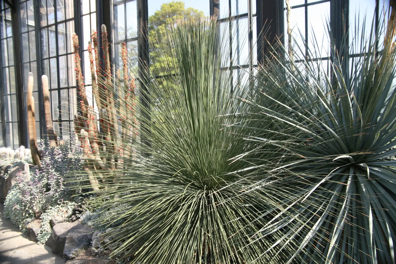 Mexican Grass Tree (Dasylirion Longissimum) — which is particularly beneficial in xeriscaping
