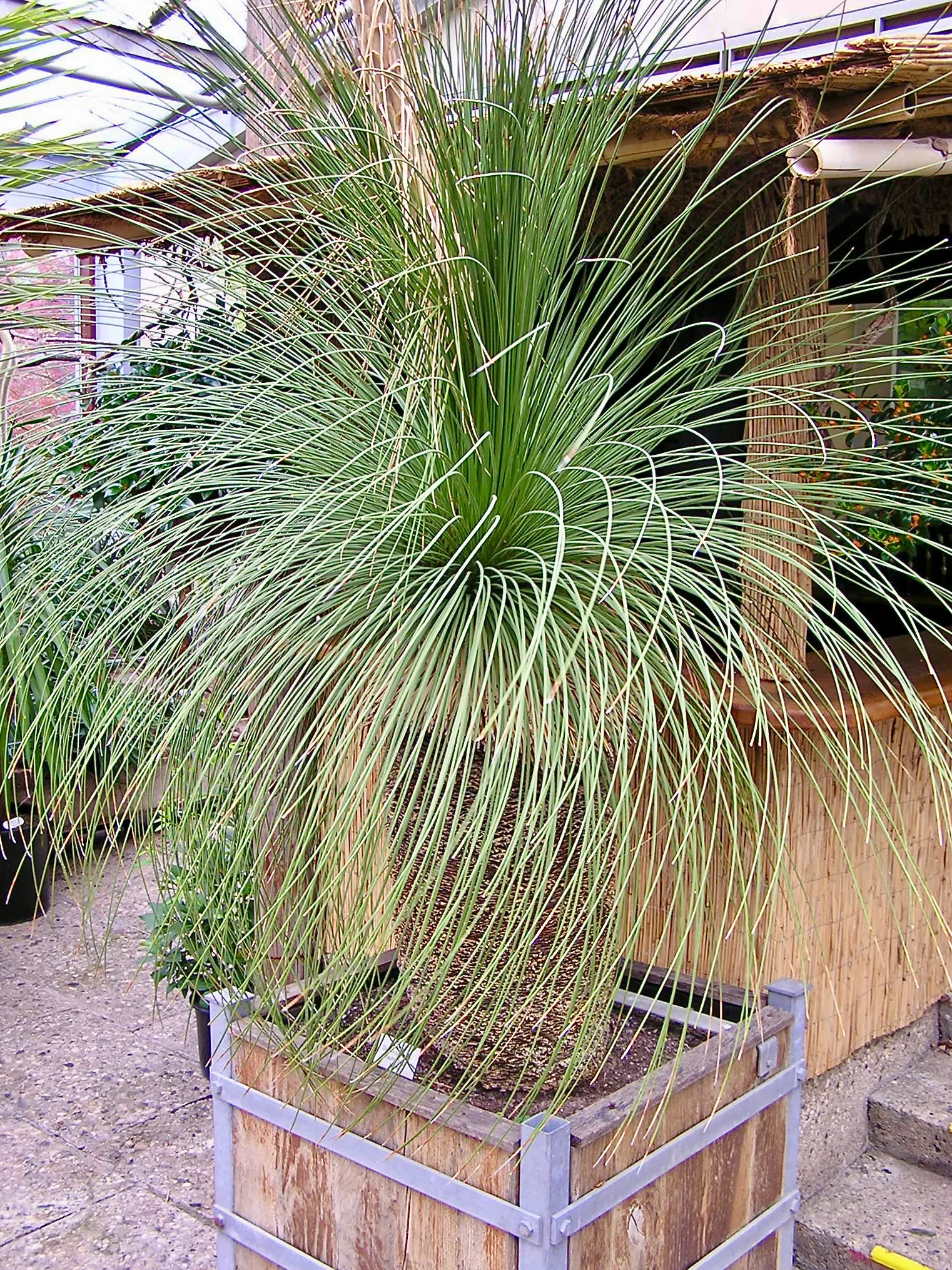 Mexican Grass Tree (Dasylirion Longissimum) — Mature specimens can reach up to 6 to 10 feet in height and spread out 5 to 8 feet