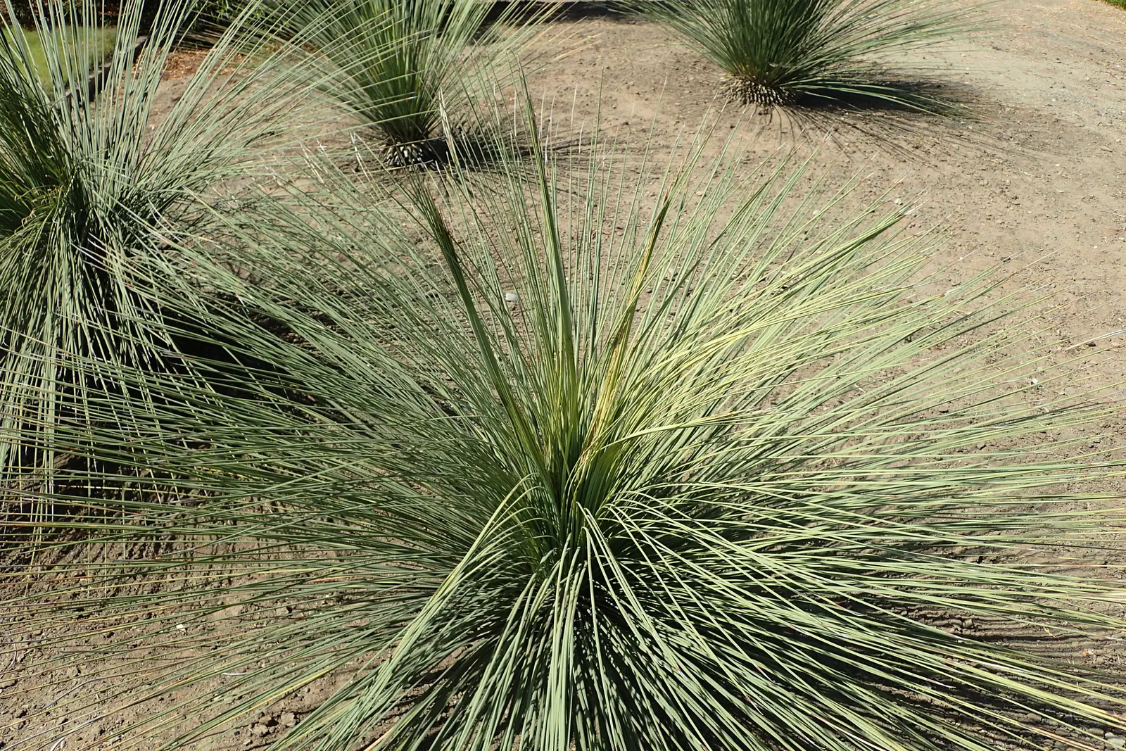 Mexican Grass Tree (Dasylirion Longissimum) — is an evergreen perennial showcasing a slow-growing rosette of narrow; drought-tolerant specimen