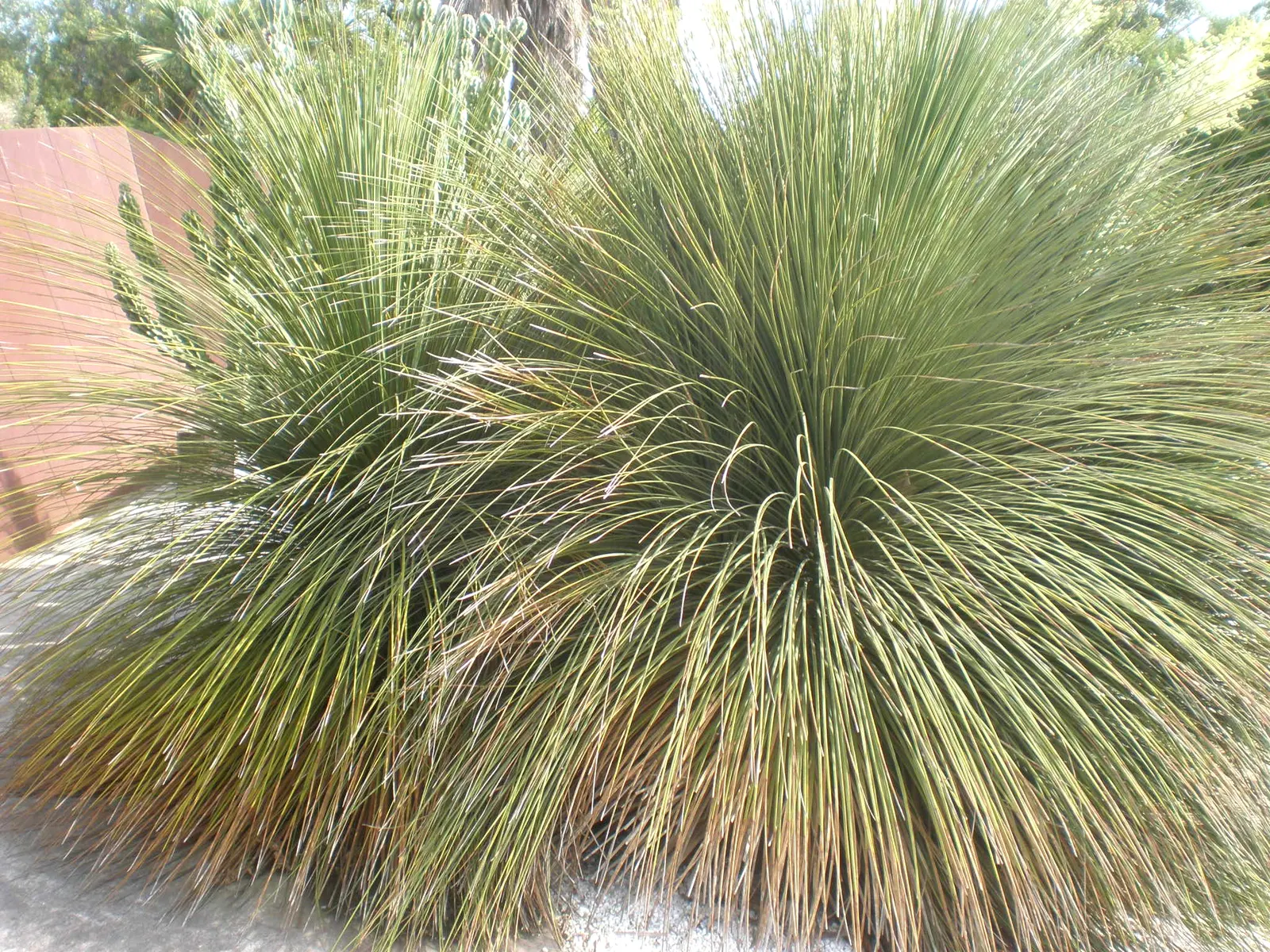 Mexican Grass Tree (Dasylirion Longissimum) — with leaves that may grow beyond 3 to 4 feet in length