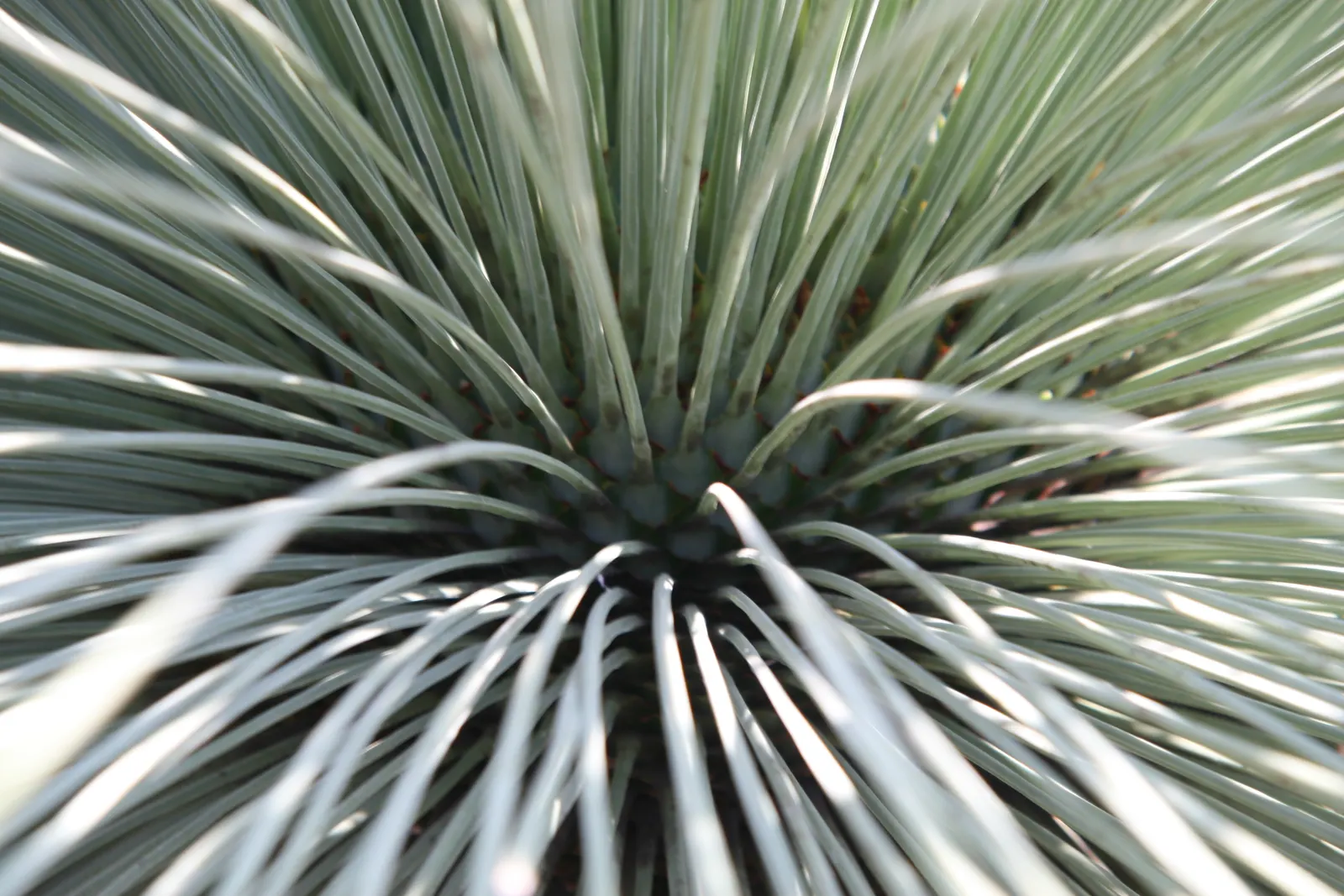 Mexican Grass Tree (Dasylirion Longissimum) — scientifically known as Dasylirion longissimum