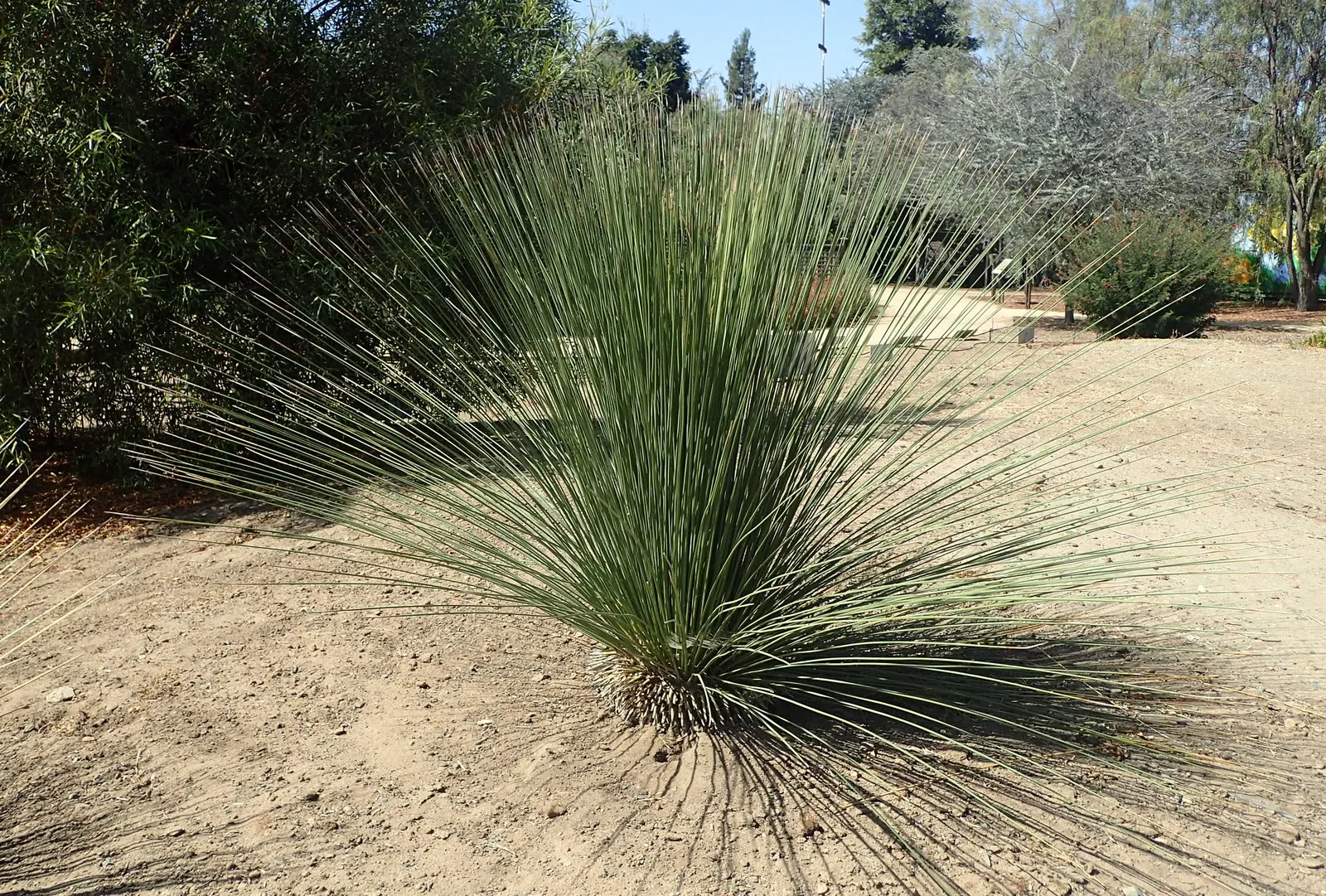 Mexican Grass Tree (Dasylirion Longissimum) — Flower stalks may reach 10-15 feet, blooming with small, creamy flowers