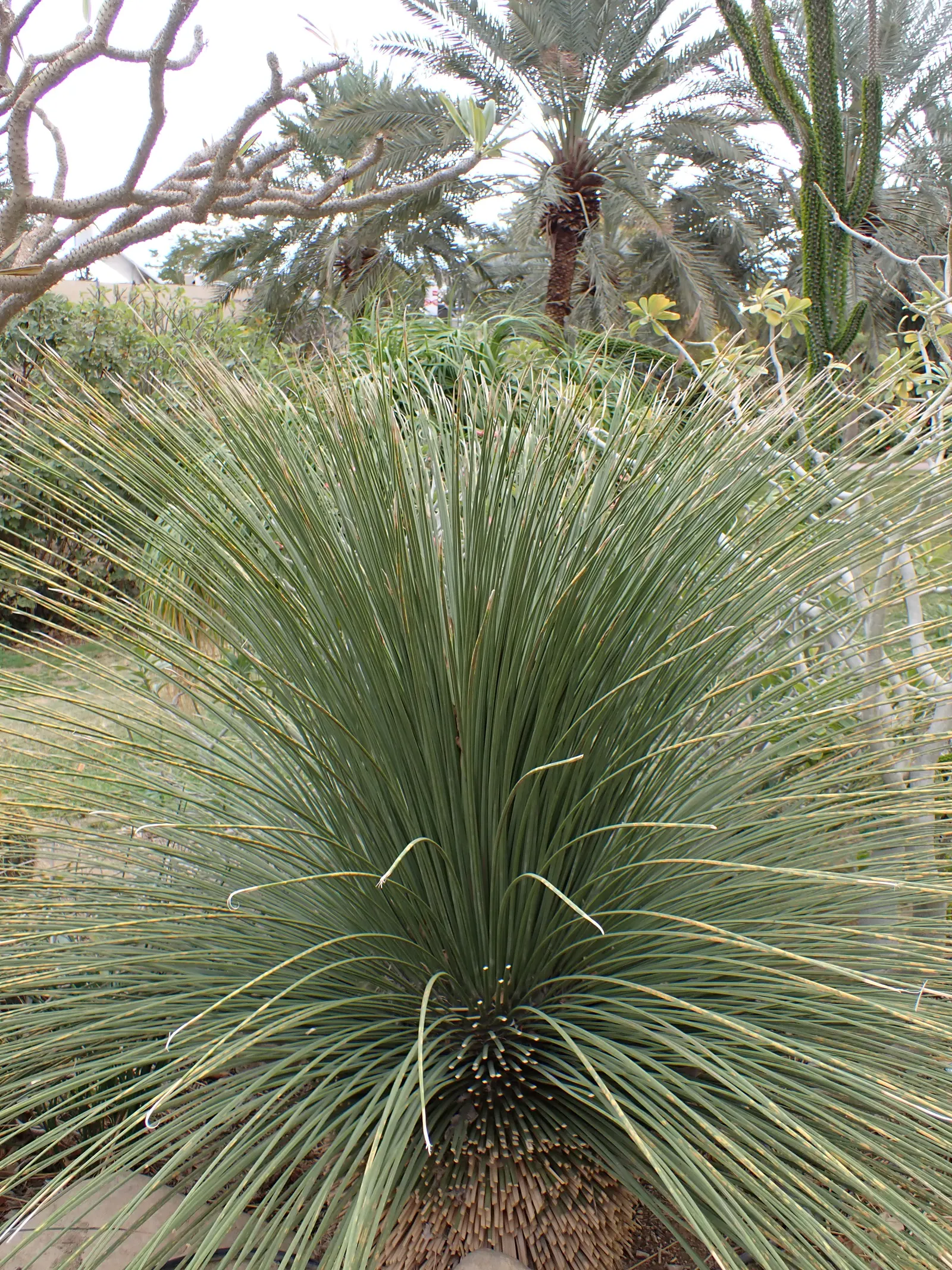 Mexican Grass Tree (Dasylirion Longissimum) — This perennial succulent boasts long