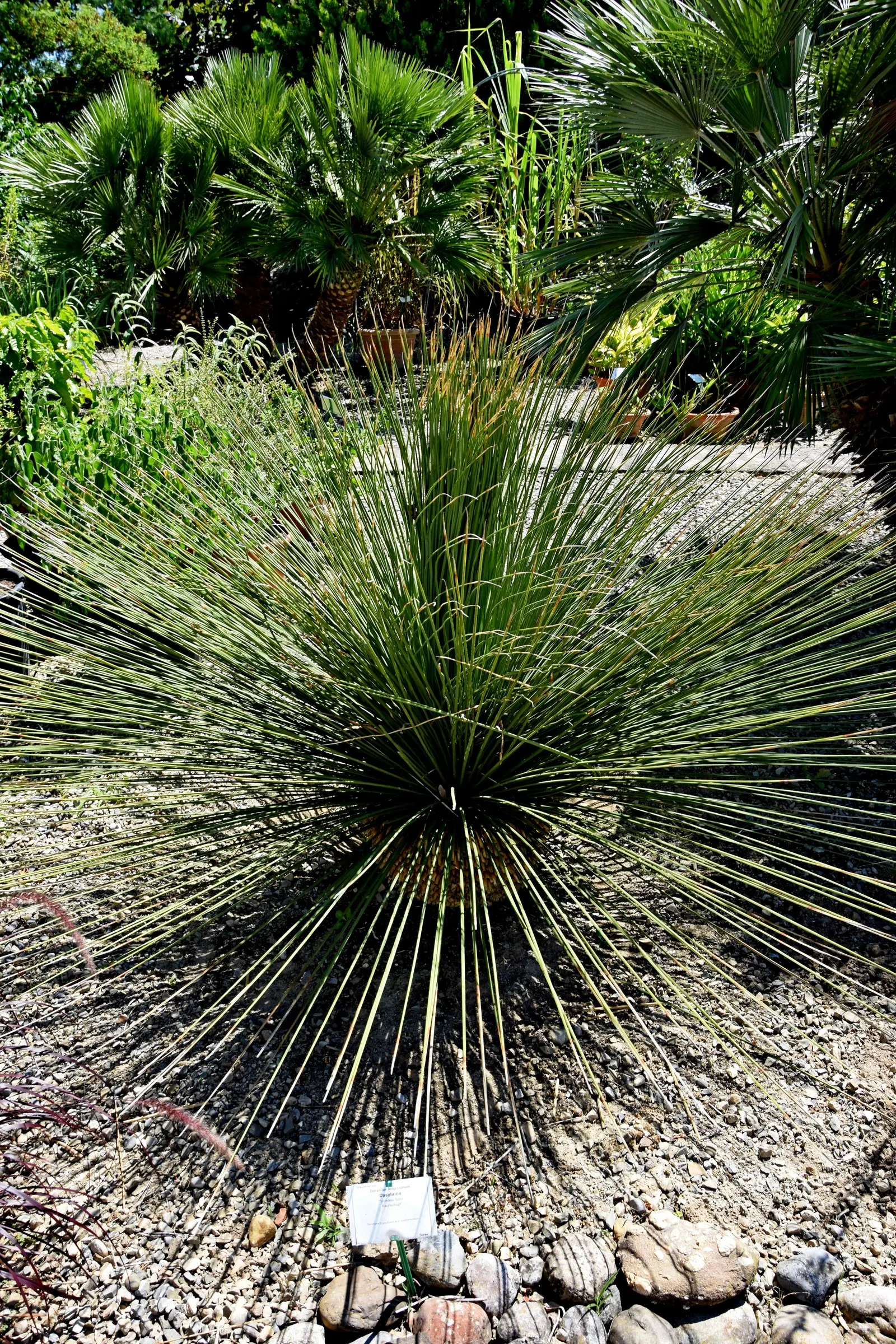 Mexican Grass Tree (Dasylirion Longissimum) — requiring minimal water once established