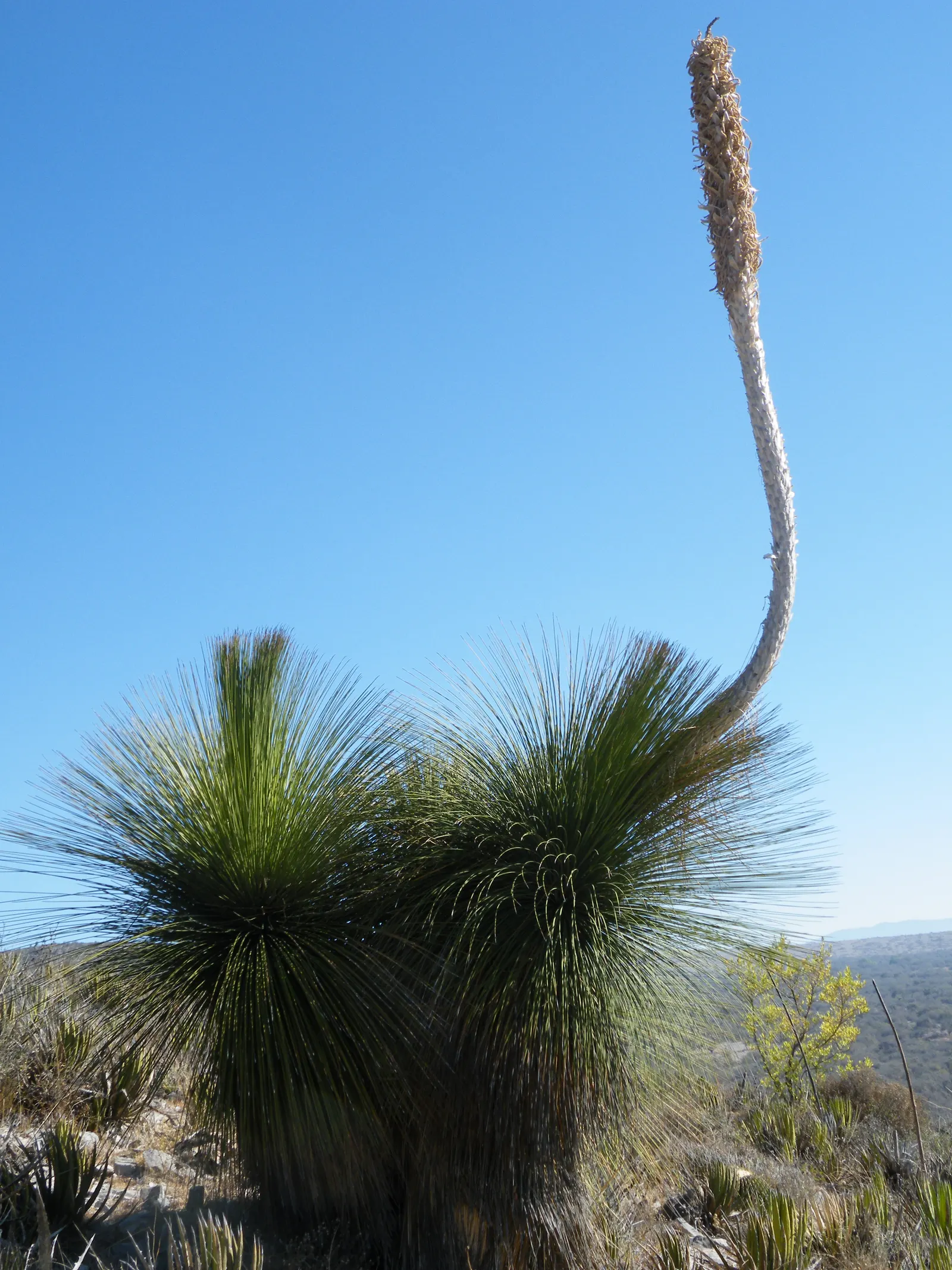 Mexican Grass Tree (Dasylirion Longissimum) — suited to USDA zones 8-11