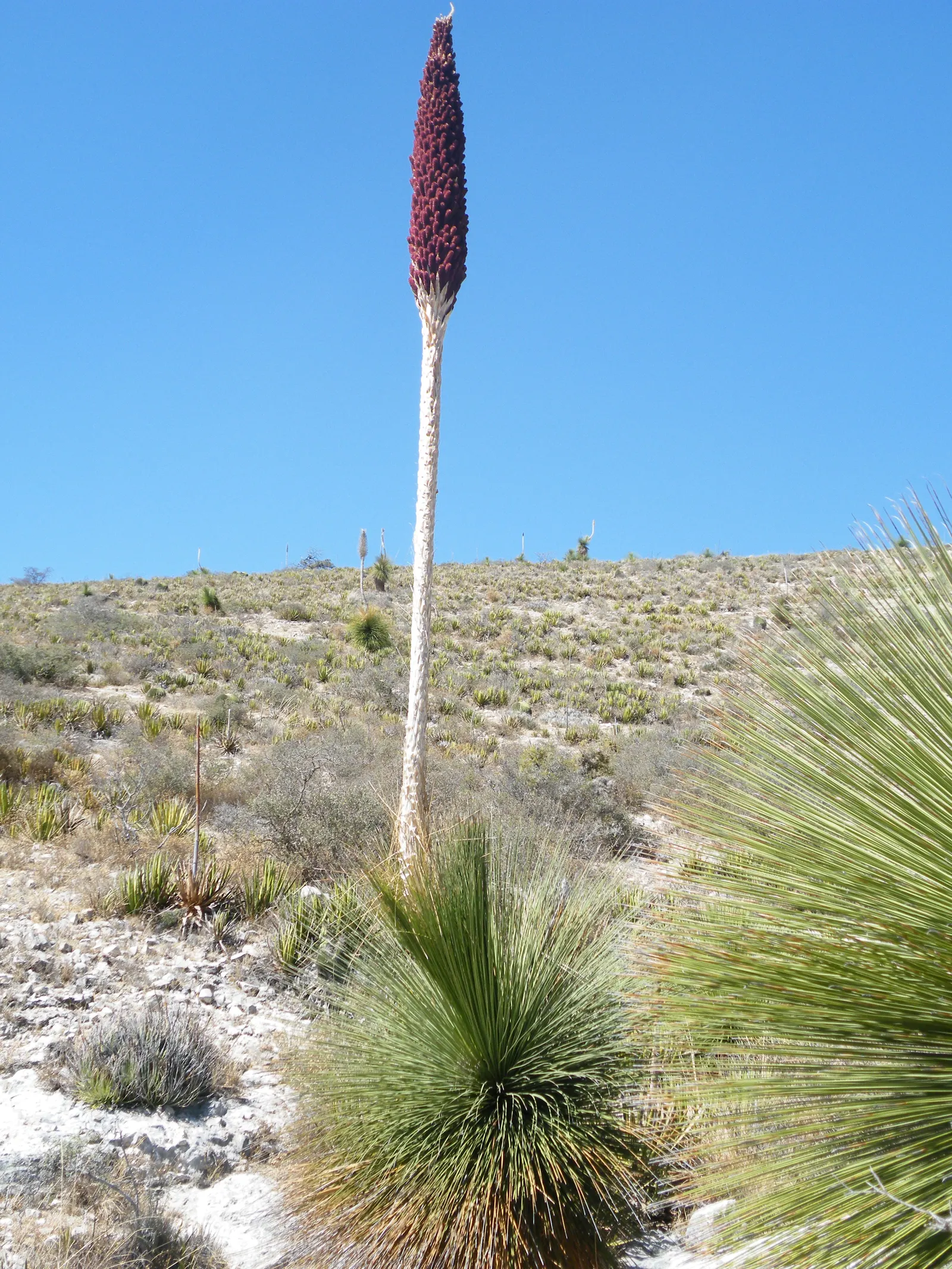 Mexican Grass Tree (Dasylirion Longissimum) — is an evergreen perennial showcasing a slow-growing rosette of narrow