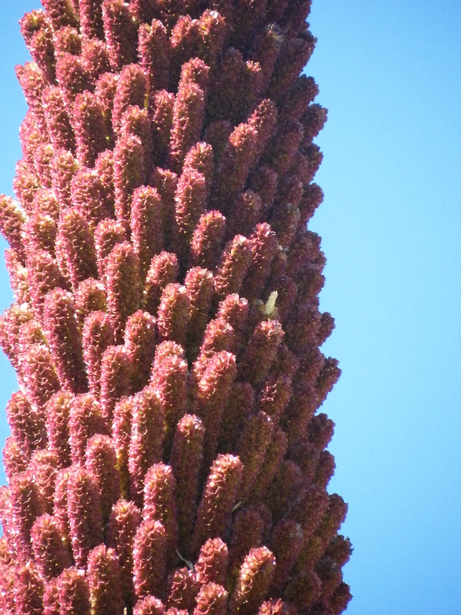 Mexican Grass Tree (Dasylirion Longissimum) — ribbon-like leaves up to 6 feet in length