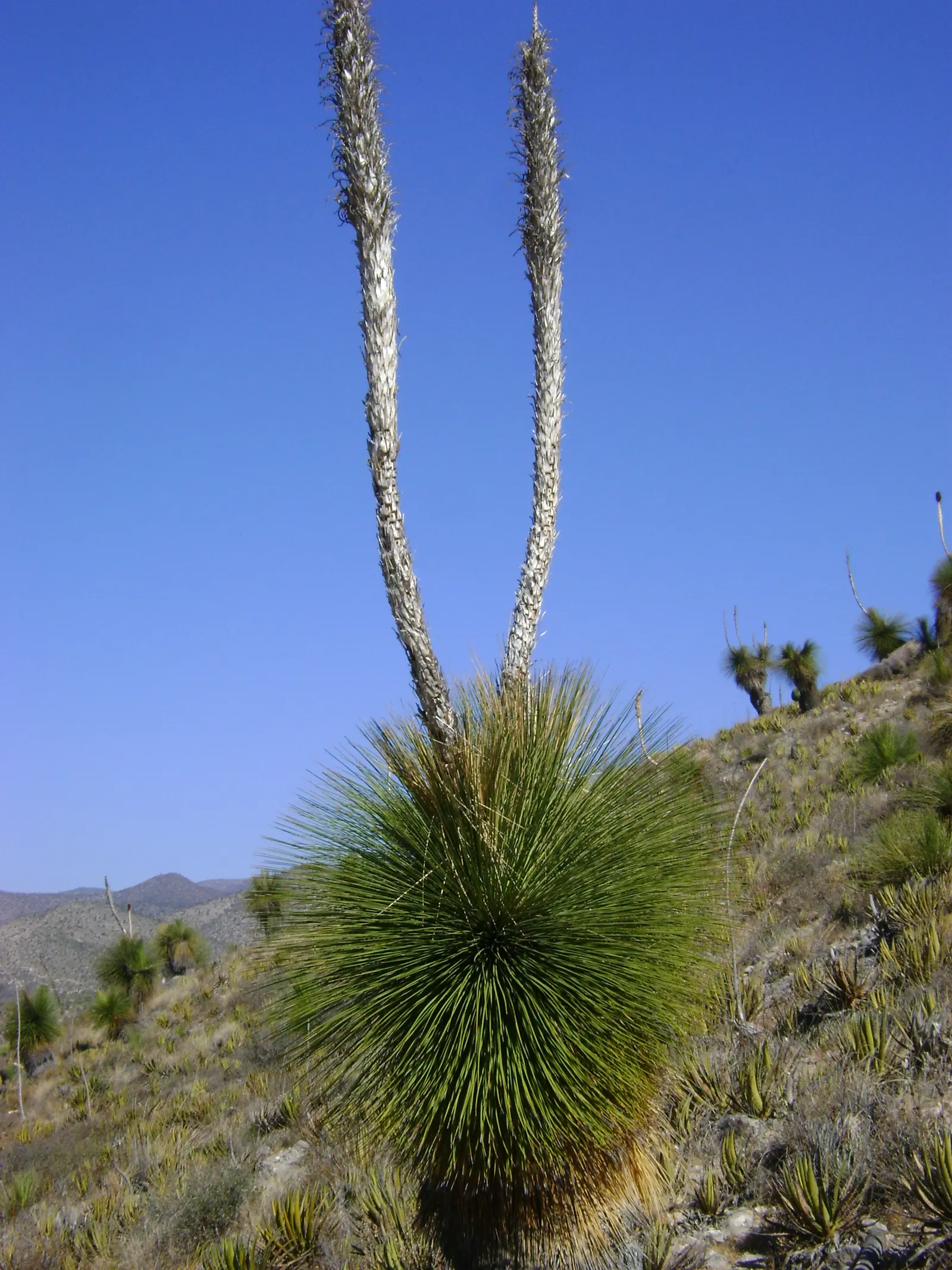 Mexican Grass Tree (Dasylirion Longissimum) — is an exceptionally striking and resilient plant that will inject an exotic flair into any landscape design