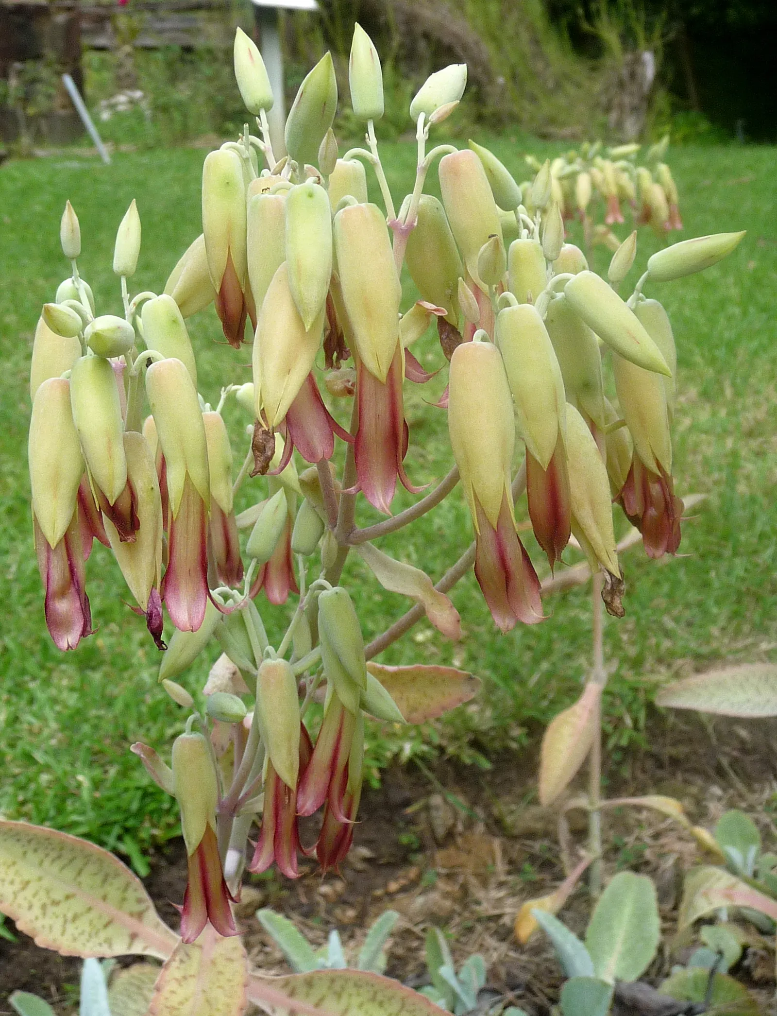 Mexican Grass Tree (Dasylirion Longissimum) — consider its prospective size and pair with other drought-tolerant species for a coherent
