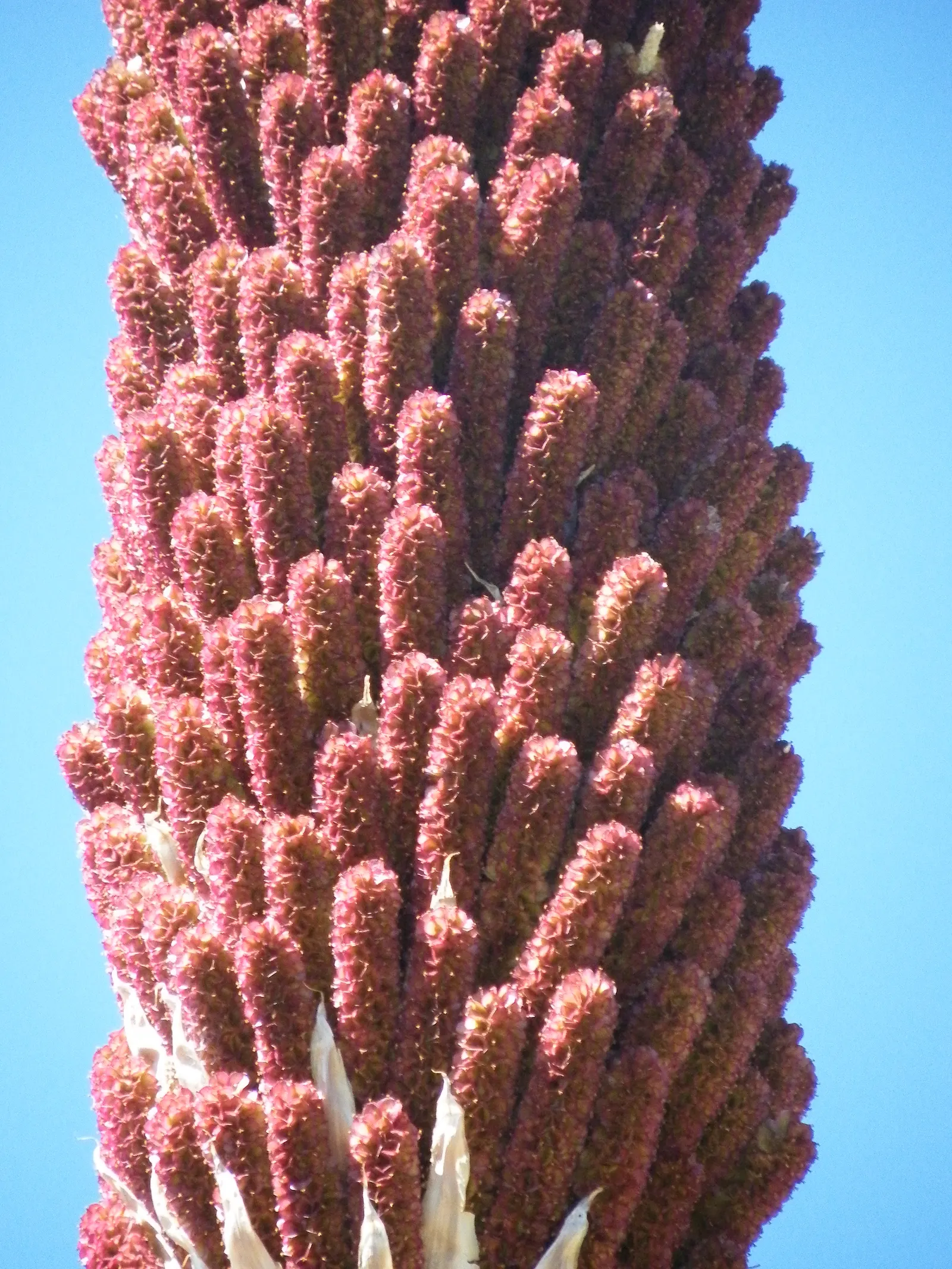 Mexican Grass Tree (Dasylirion Longissimum) — it thrives in full sun and well-drained soils