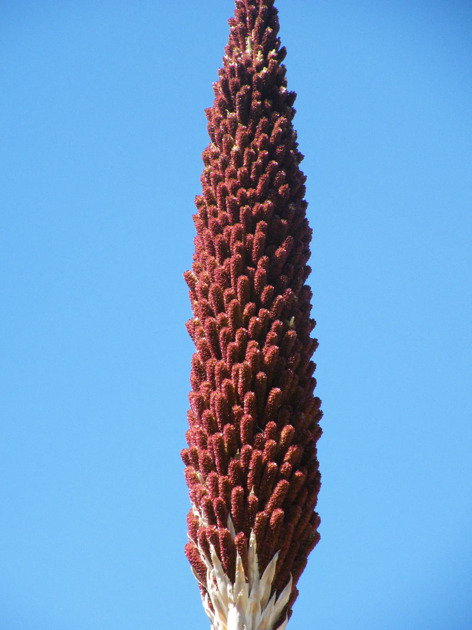 Mexican Grass Tree (Dasylirion Longissimum) — The leaves' texture is smooth with a color palette ranging from a lush bluish-green to a silvery-green hue
