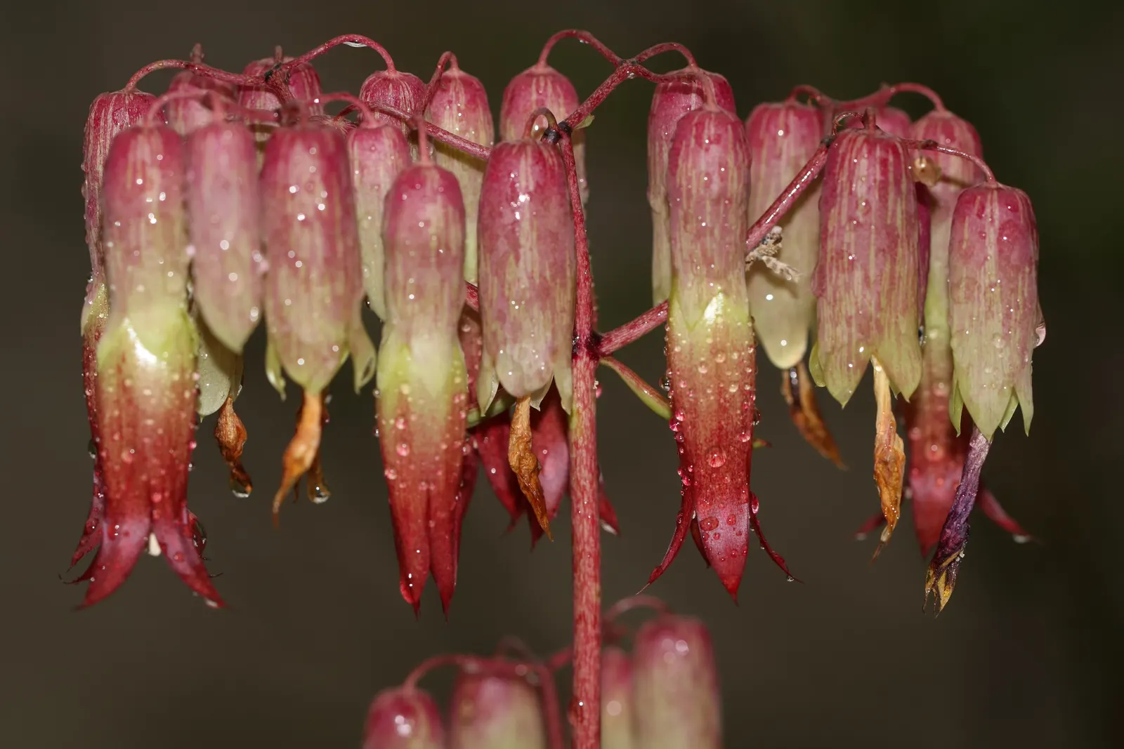 Mexican Grass Tree (Dasylirion Longissimum) — white flowers in the garden
