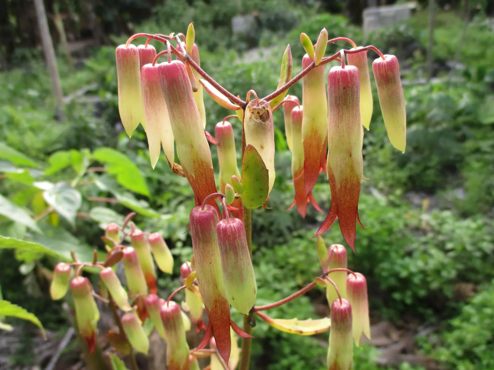 Mexican Grass Tree (Dasylirion Longissimum) — succulent with white blooms