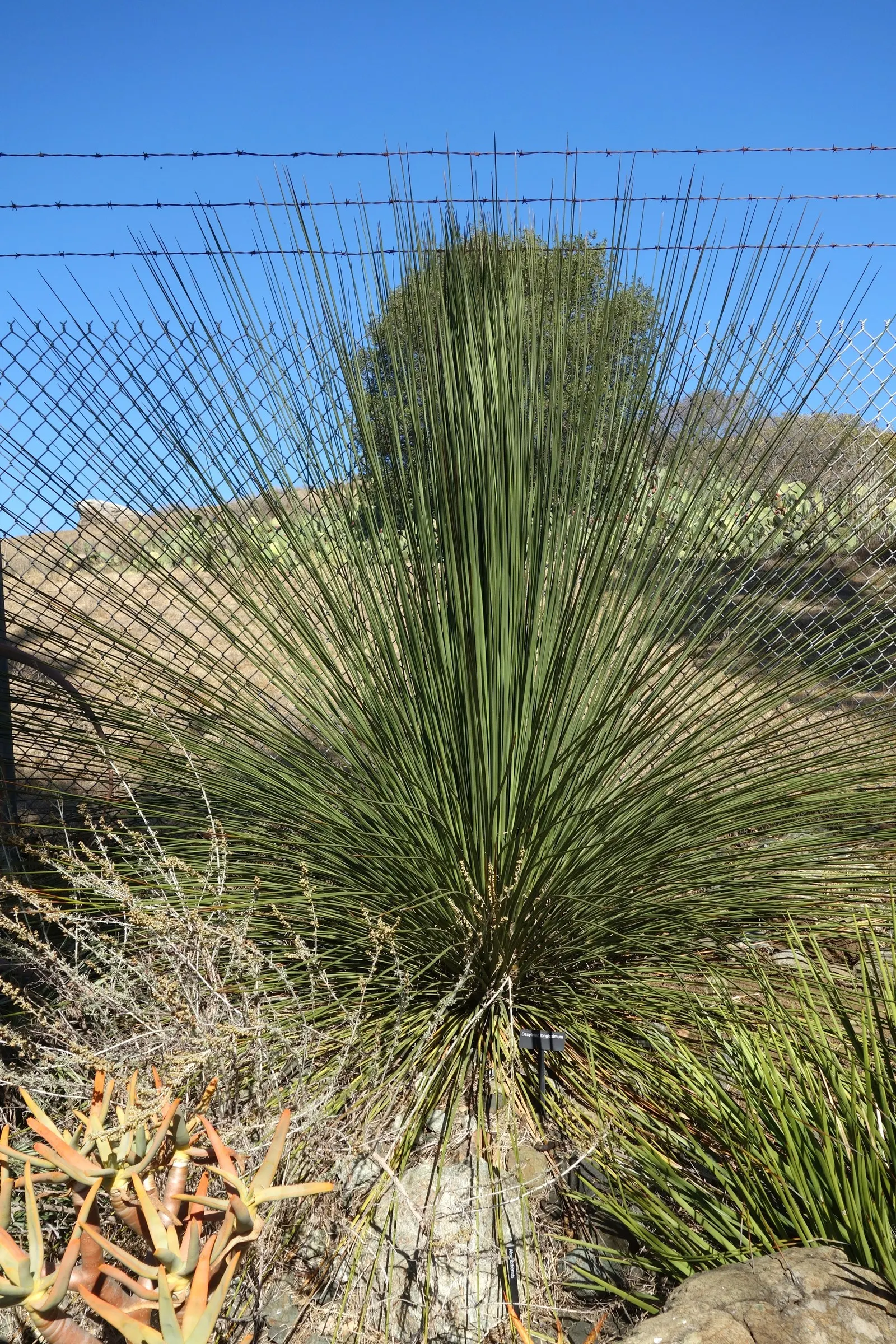 Mexican Grass Tree (Dasylirion Longissimum) — the Mexican Grass Tree produces a dramatic flowering stalk