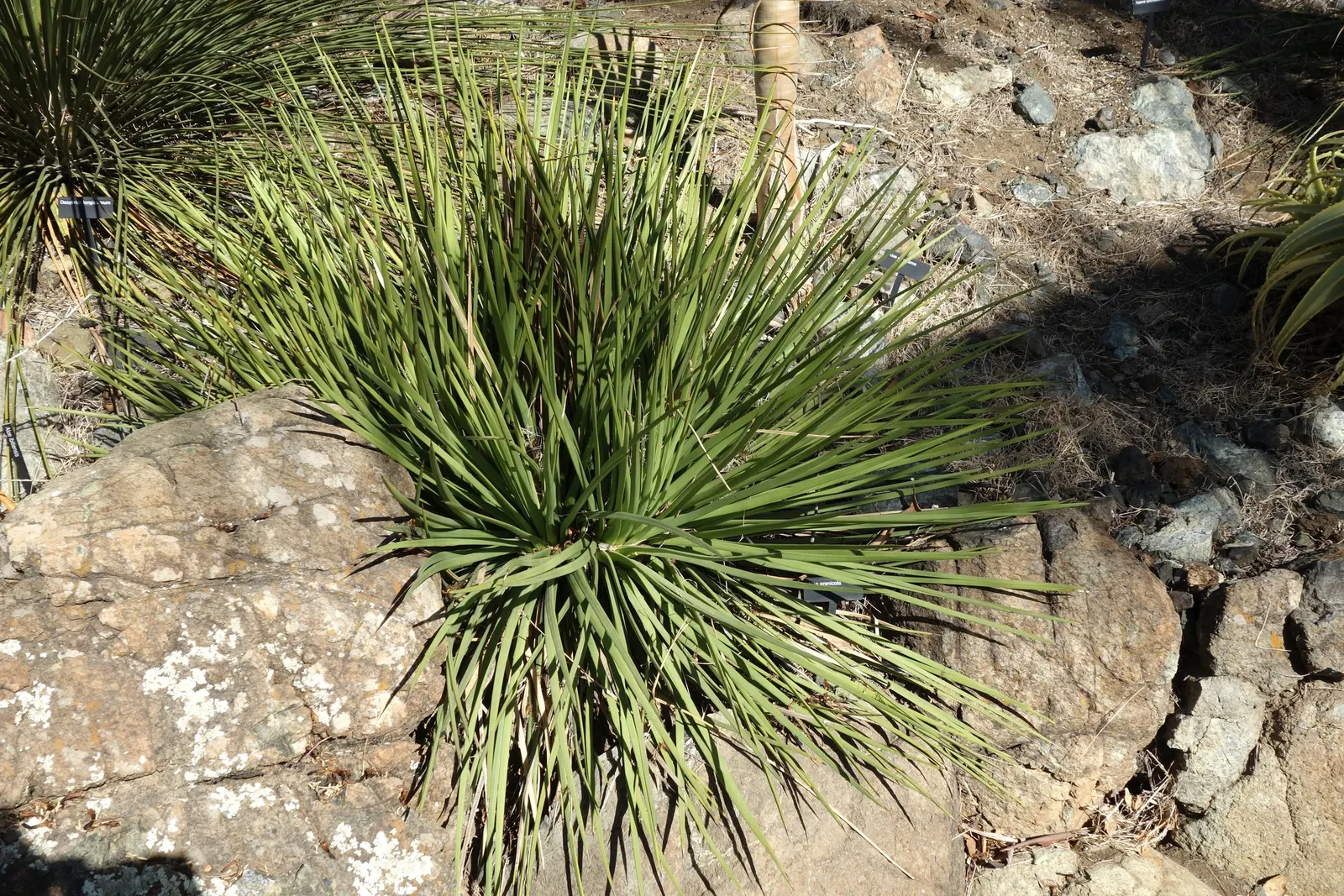Mexican Grass Tree (Dasylirion Longissimum) — making it well adapted to hot