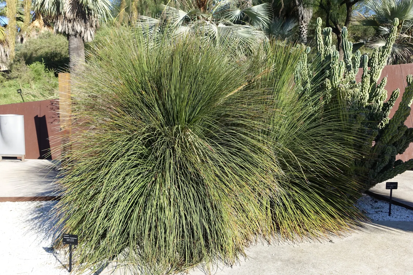 Mexican Grass Tree (Dasylirion Longissimum) — drought-tolerant specimen