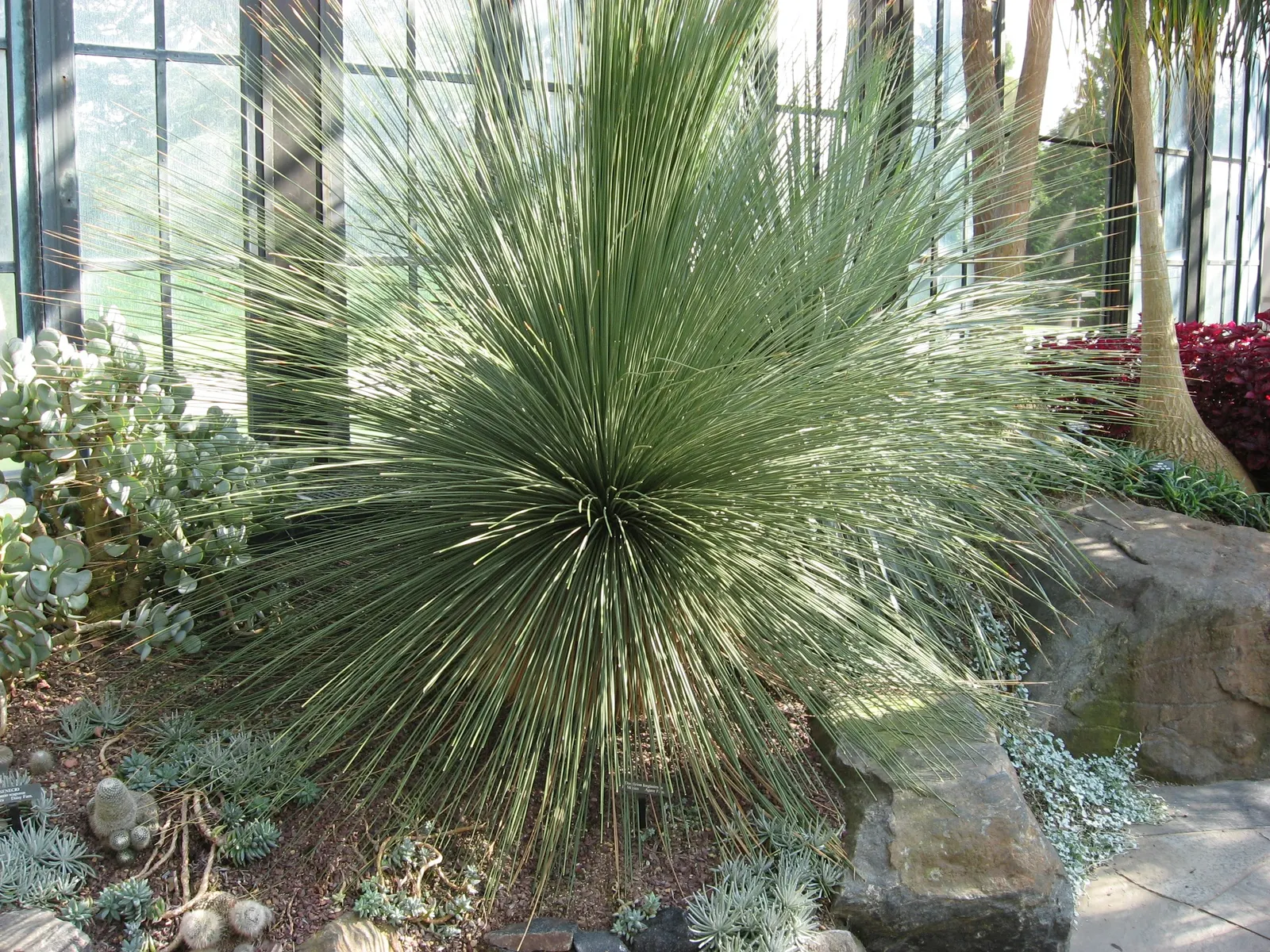 Mexican Grass Tree (Dasylirion Longissimum) — Its leaves have a fine, feathery appearance, creating a spherical form approximately 4-6 feet in diameter