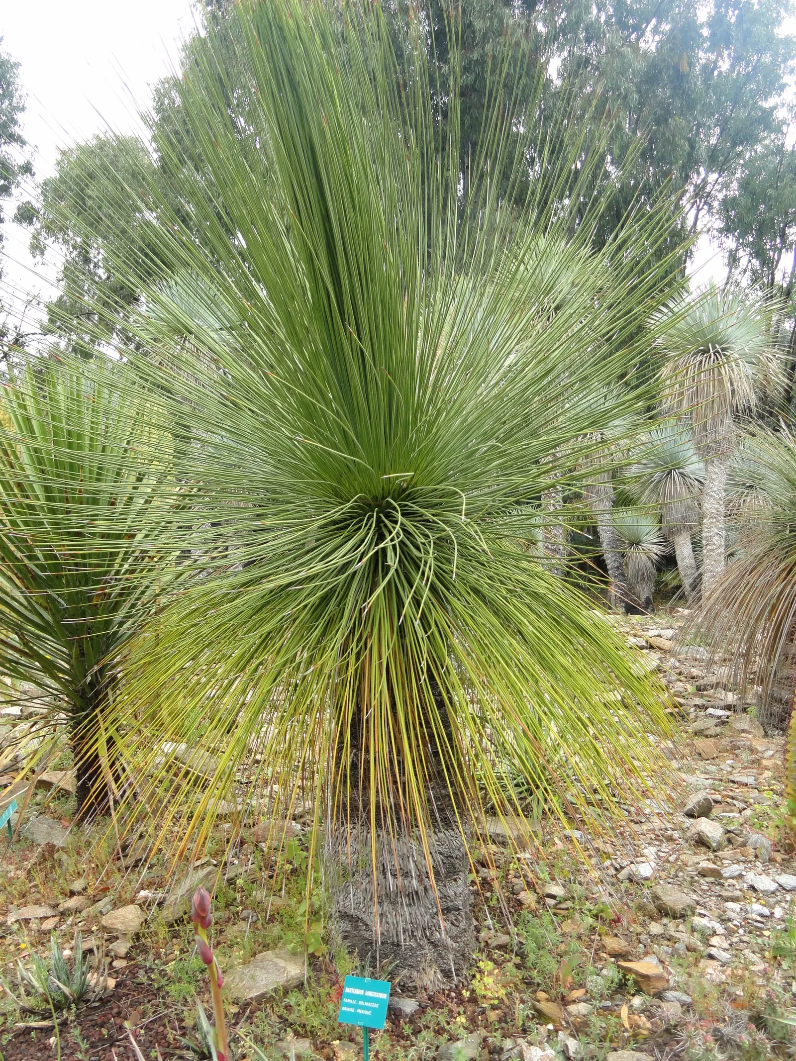 Mexican Grass Tree (Dasylirion Longissimum) — and it is capable of handling temperatures as low as 15&deg;F