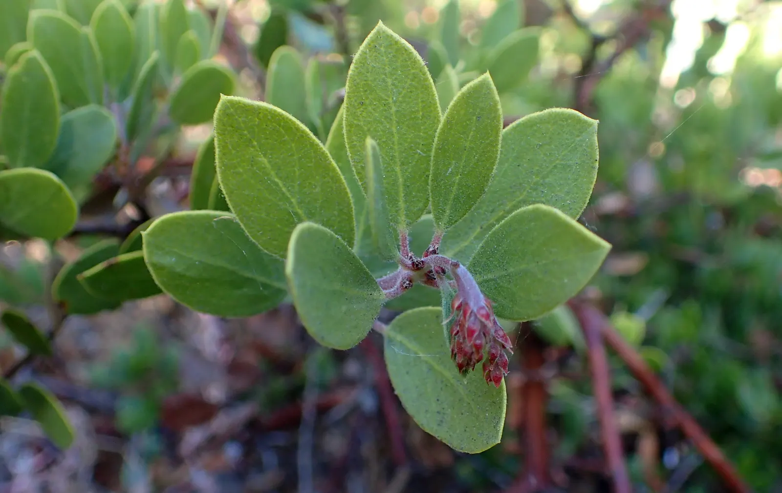 Franciscan Manzanita (Arctostaphylos Hookeri Franciscana) — scientifically known as Arctostaphylos hookeri 'Franciscana'